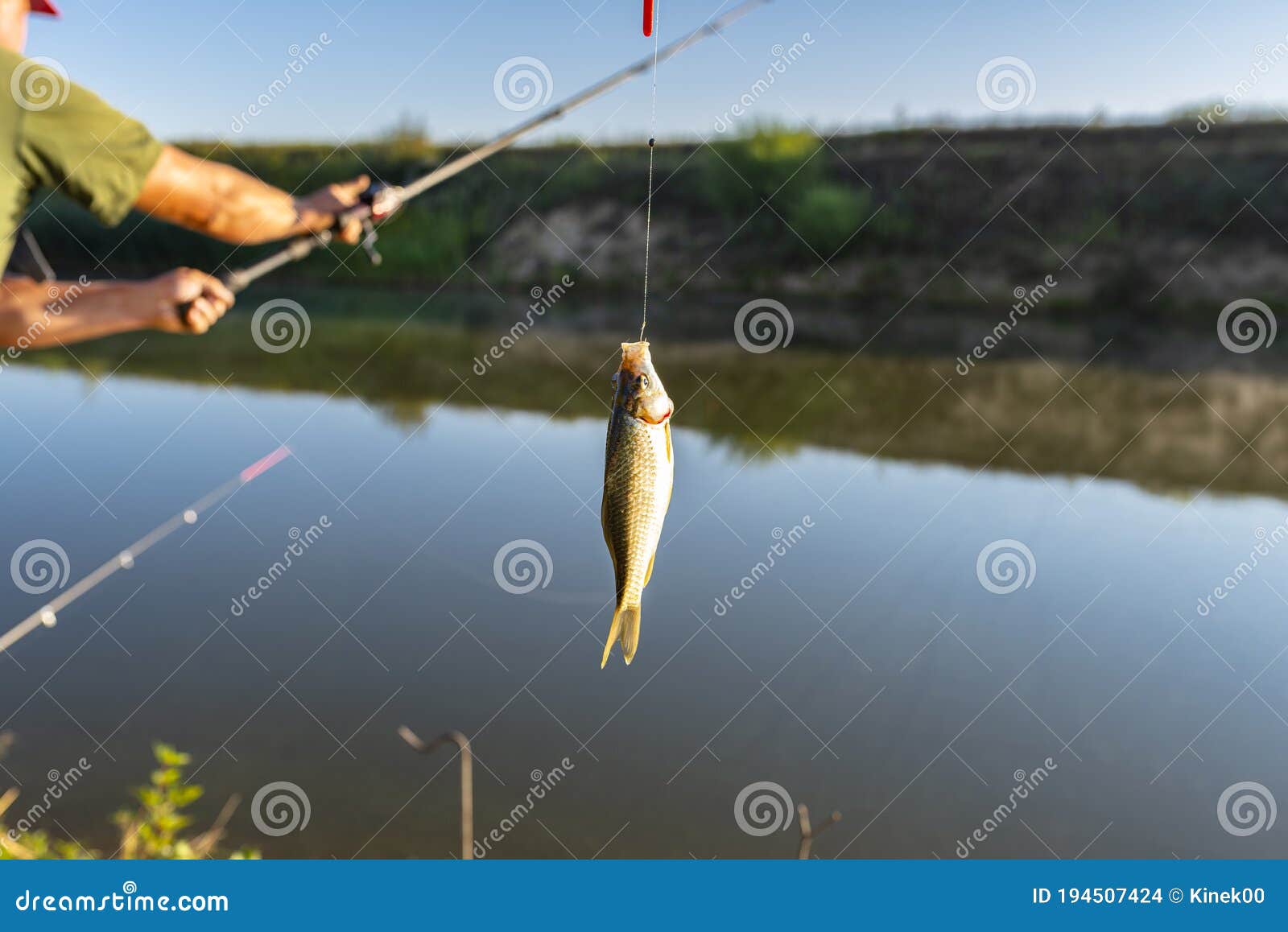 Crucian Fish Caught on Bait by the Lake, Hanging on a Hook on a Fishing Rod,  in the Background a Man Throwing a Fishing Pole. Stock Photo - Image of  fisher, hobby