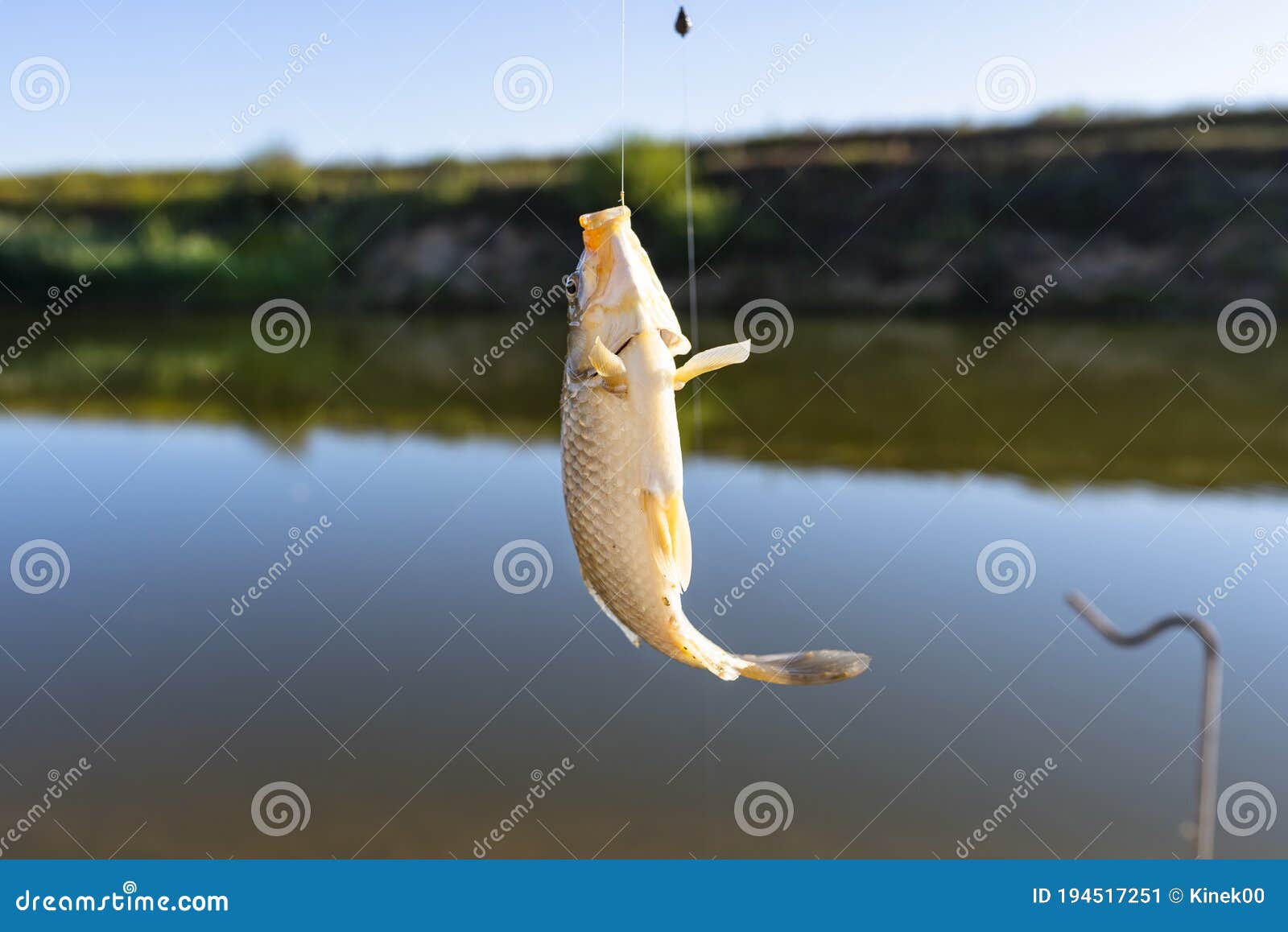 Crucian Fish Caught on Bait by the Lake, Hanging on a Hook on a