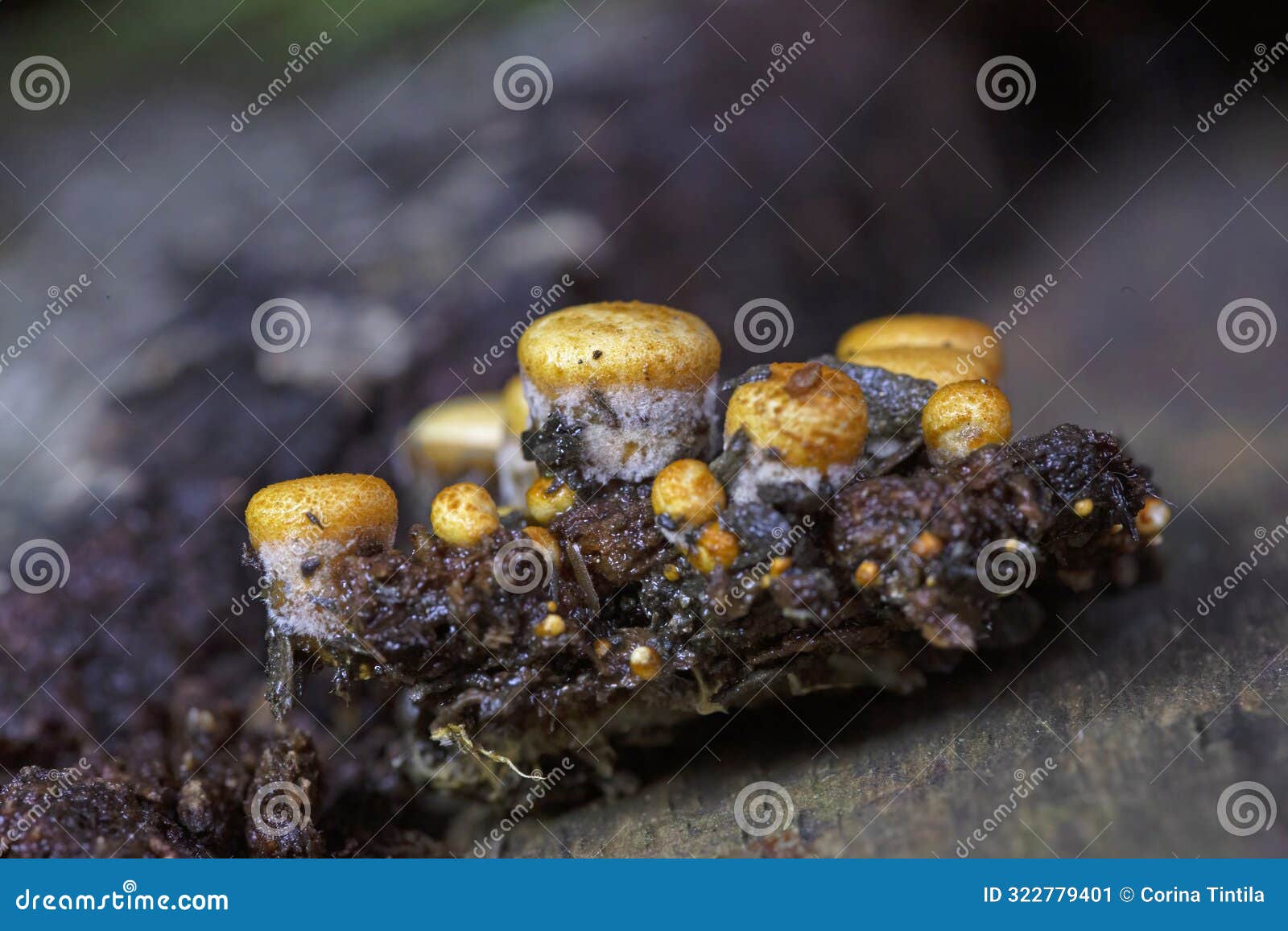 crucibulum laeve (common birdâs nest fungus)