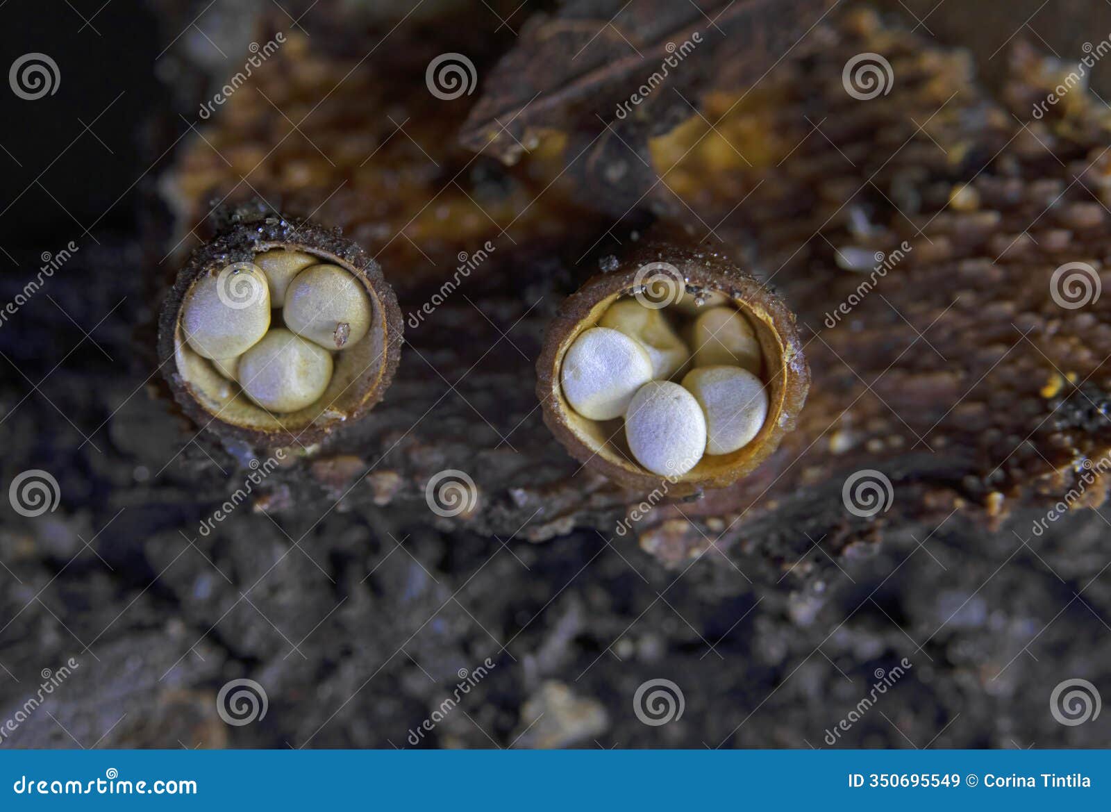 crucibulum laeve (common bird's nest fungus).