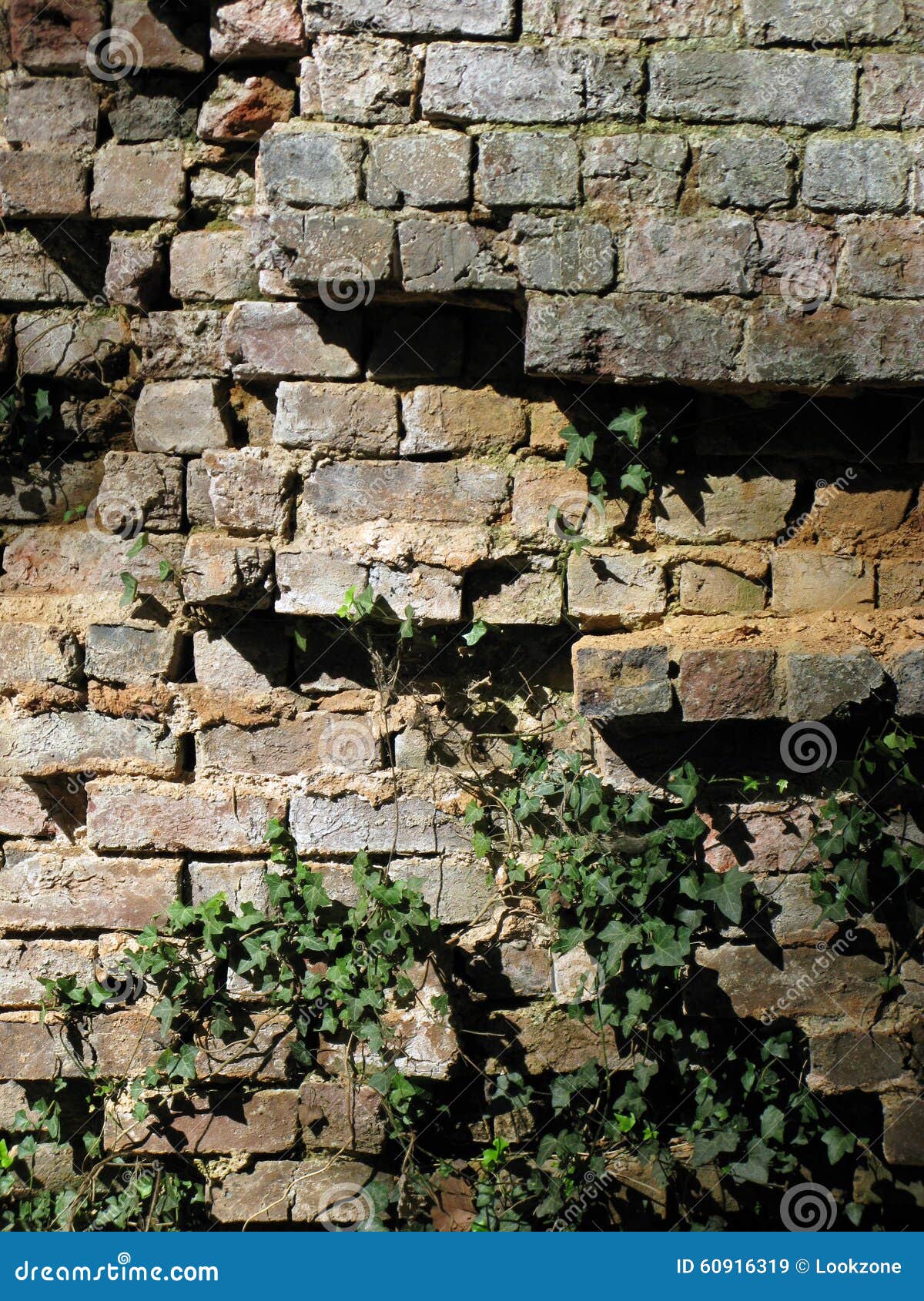 Crumbling Grunge Brick Wall With Ivy. Stock Image Image of branched, aged 60916319