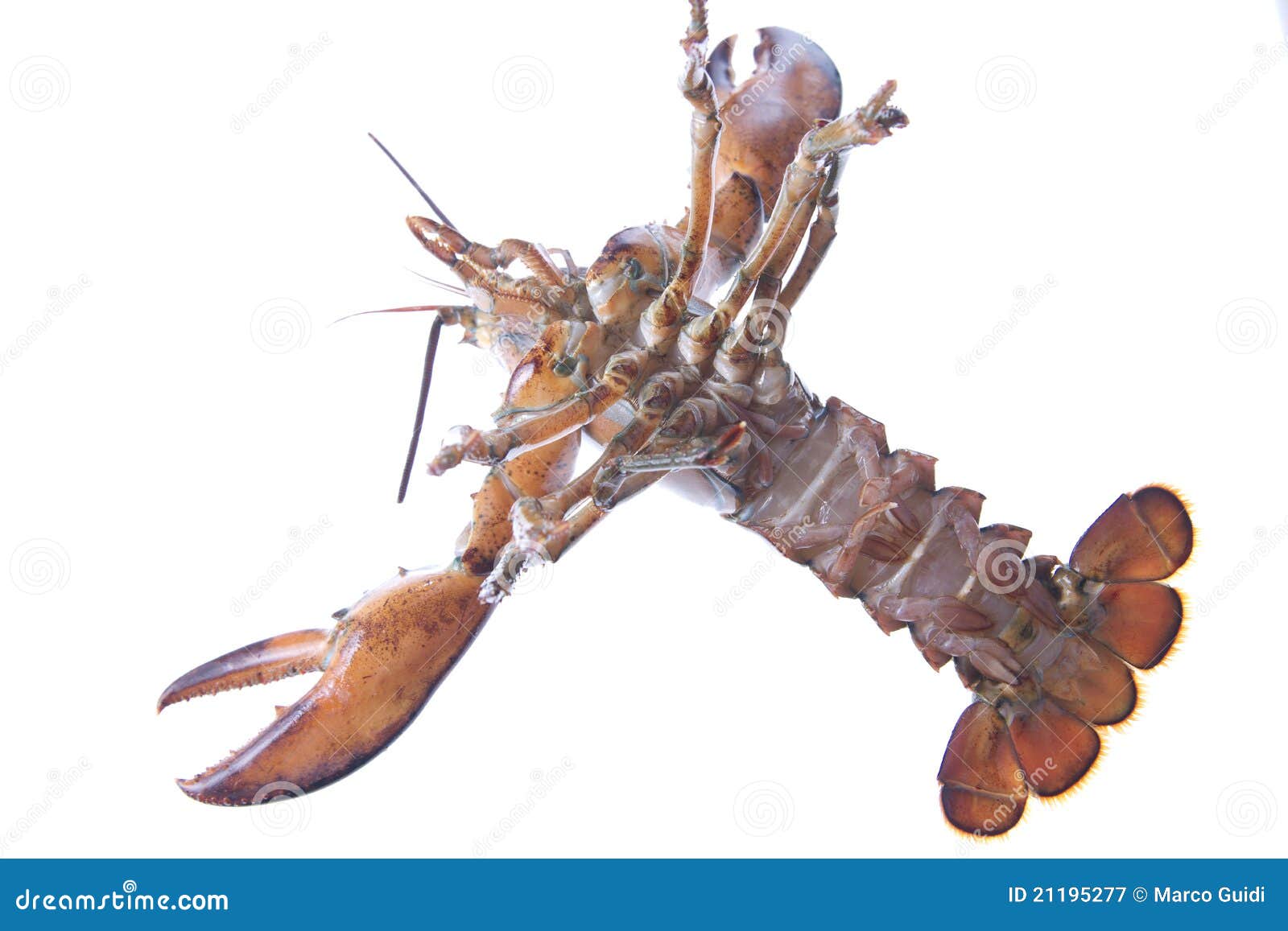 Crustacean stock image. Image of elegance, dinner, menus 21195277