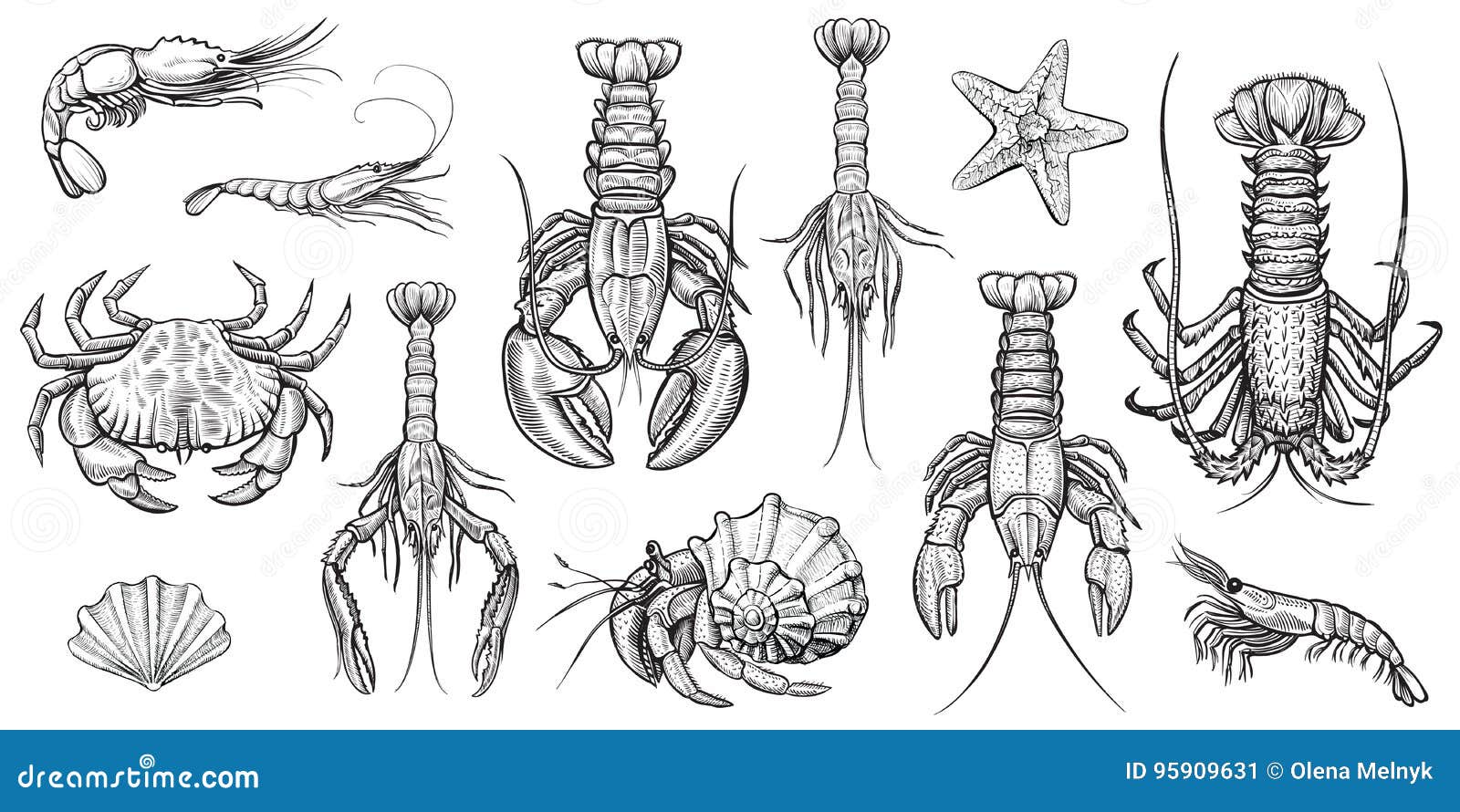 Crustaceans Vector Illustrations Set. Stock Vector Illustration of