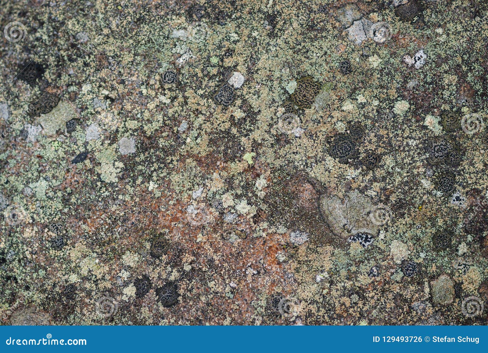 crustose lichen - landscape diversity