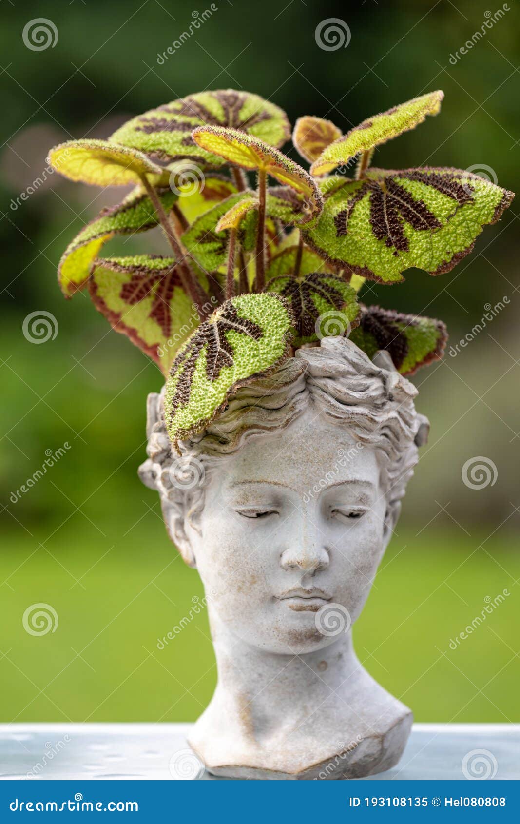 Cruz De Hierro Begonia Begonia Masoniana Exótica Planta De Selva Tropical  En La Cabeza Hembra. Busto De Cabeza De Las Mujeres Rell Imagen de archivo  - Imagen de hierro, alineada: 193108135