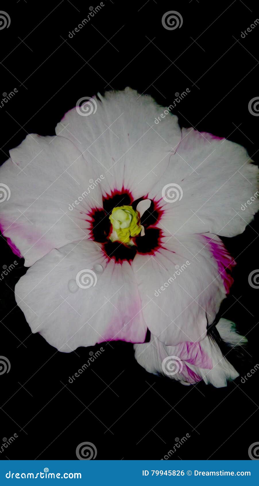 Cry Flower stock photo. Image of nature, ontario, water 79945826