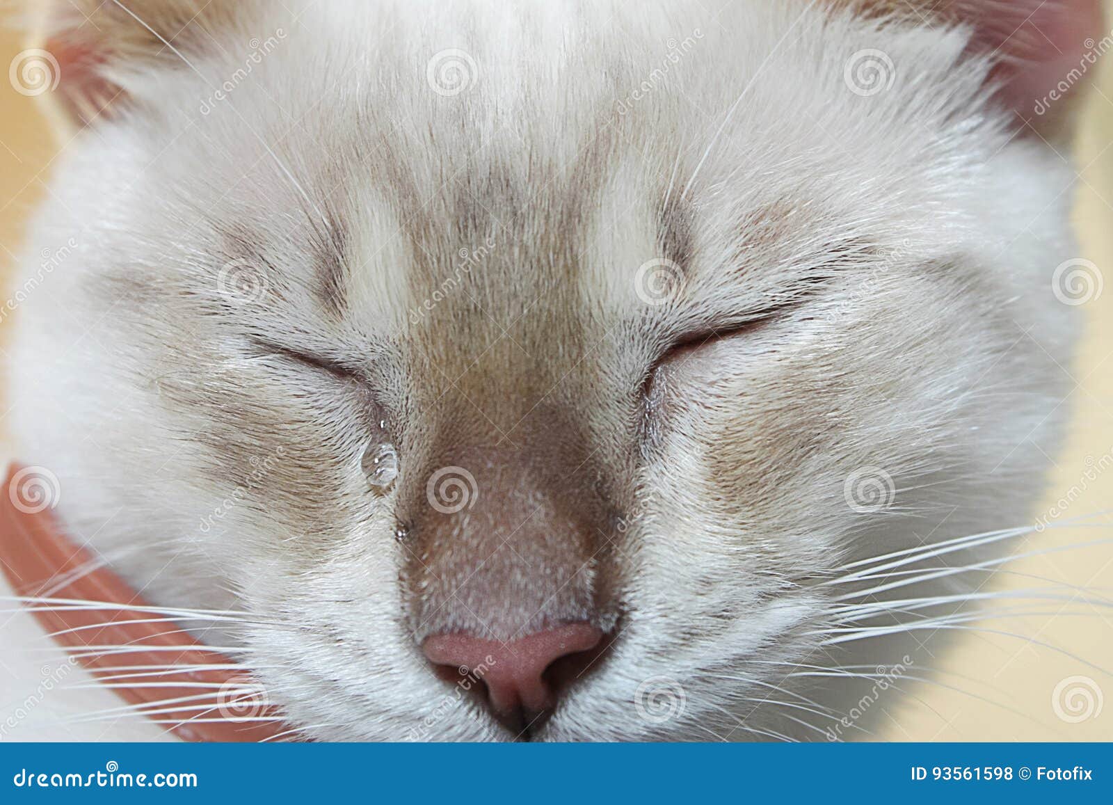 Crying Cat stock photo. Image of tears, face, tear, animals 93561598