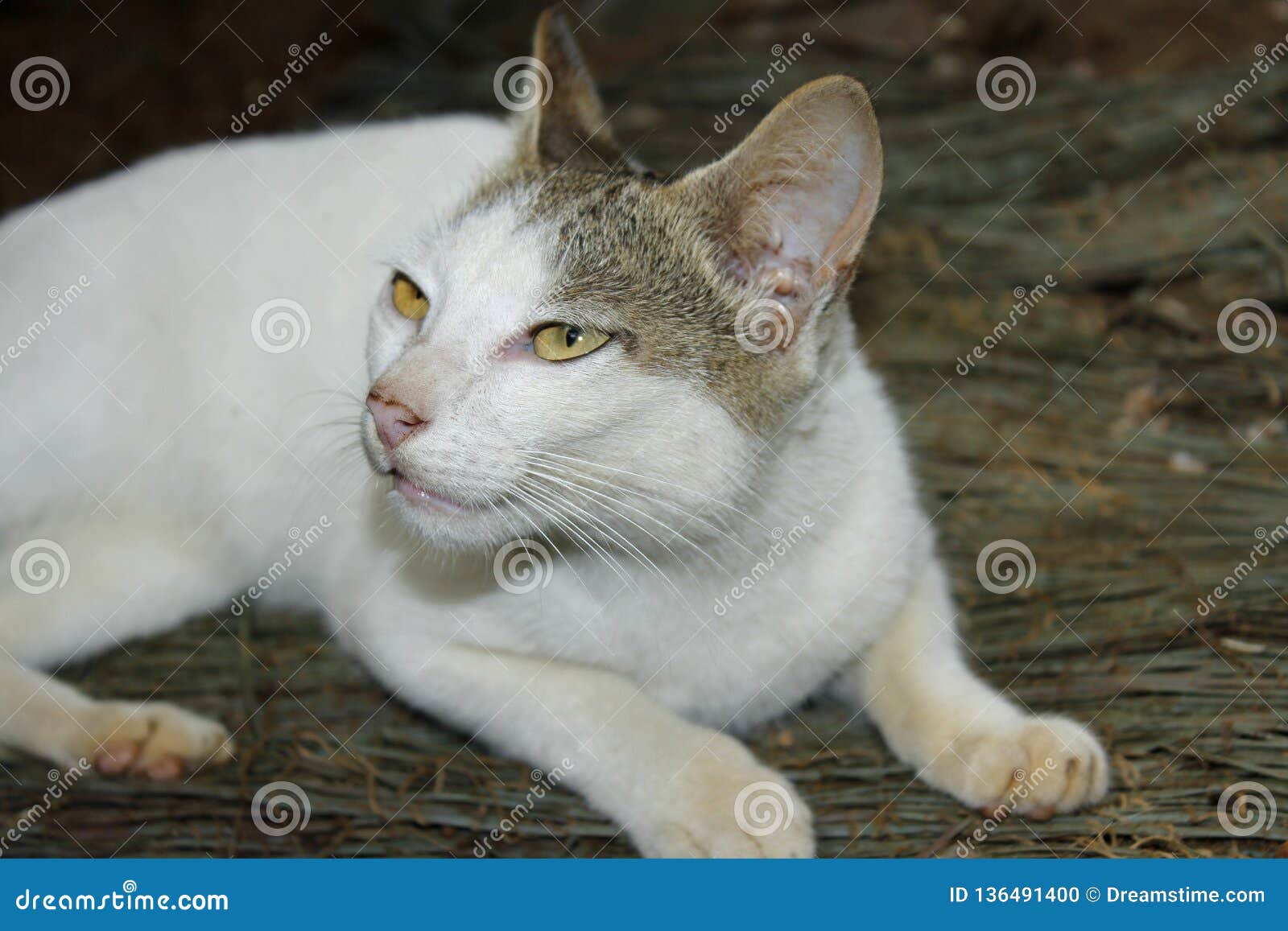 Crying cute white cat stock photo. Image of fluffy, crying 136491400