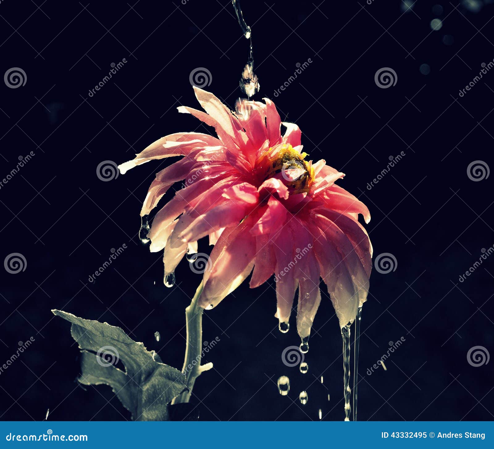 Crying Flower stock image. Image of freeze, closeup, plastic 43332495