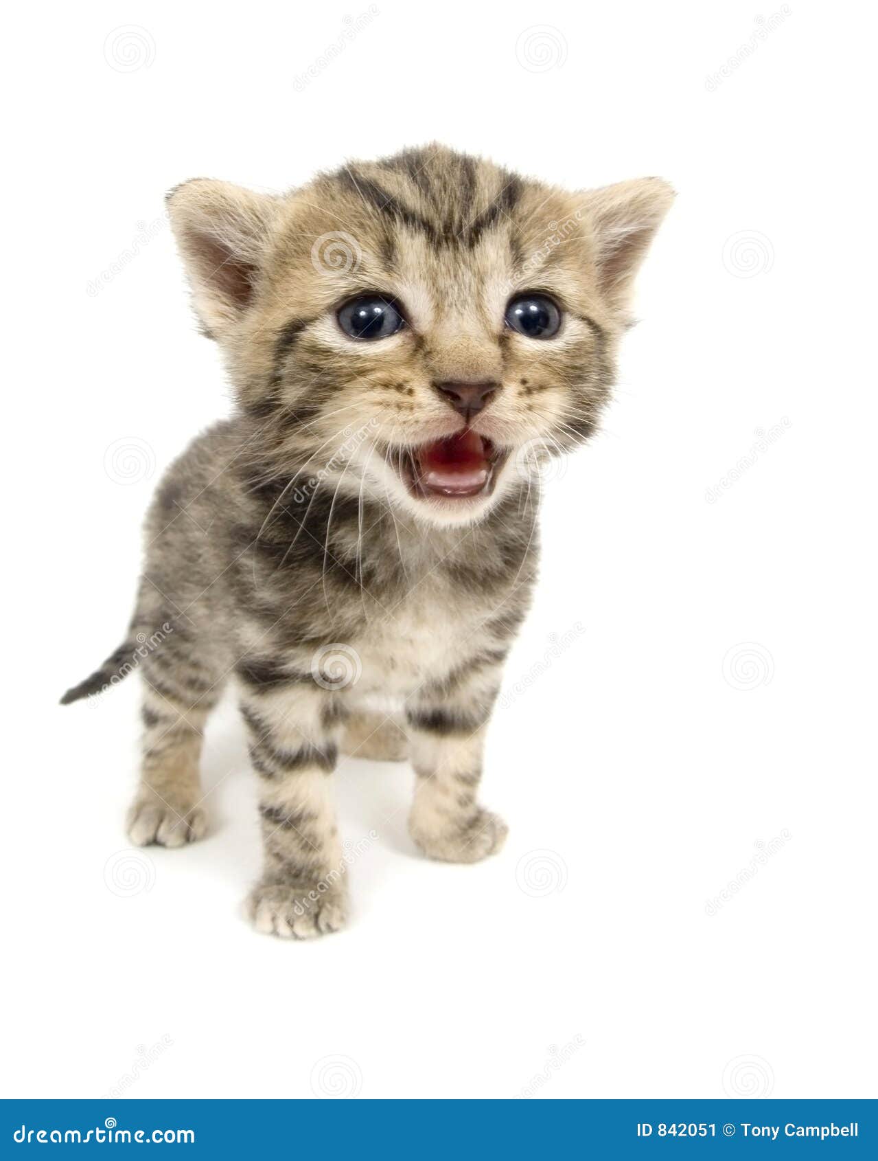 Crying Kitten On White Background Stock Image Image of child, wonder
