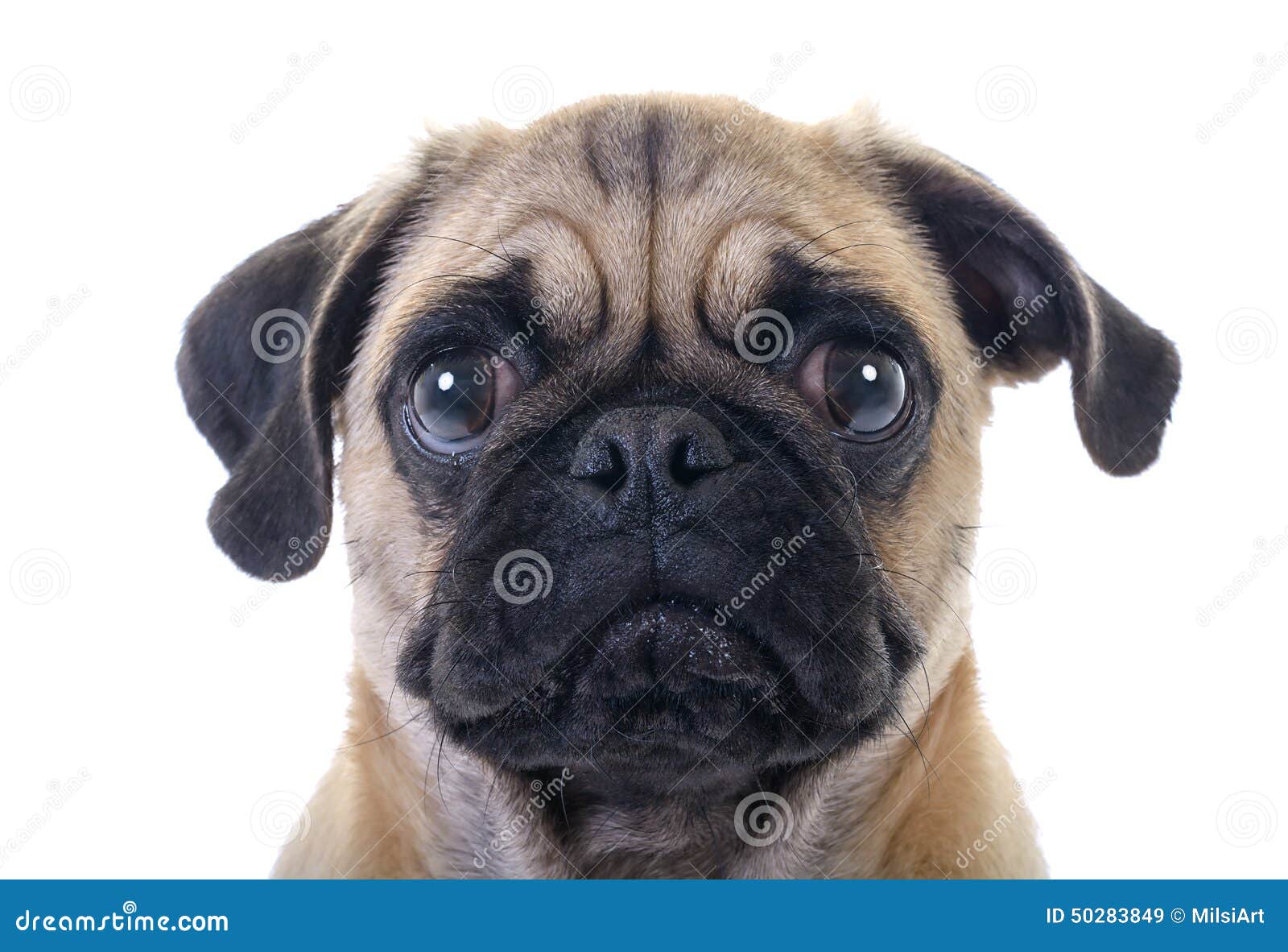Crying Pug Dog stock image. Image of obey, face, puglet - 50283849