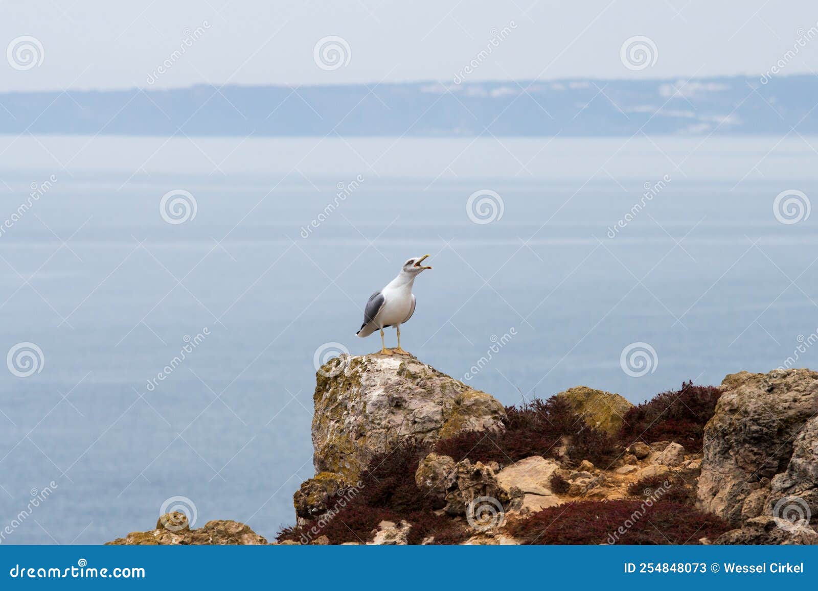 crying yellow-legged gull on the rocks in the south of portugal