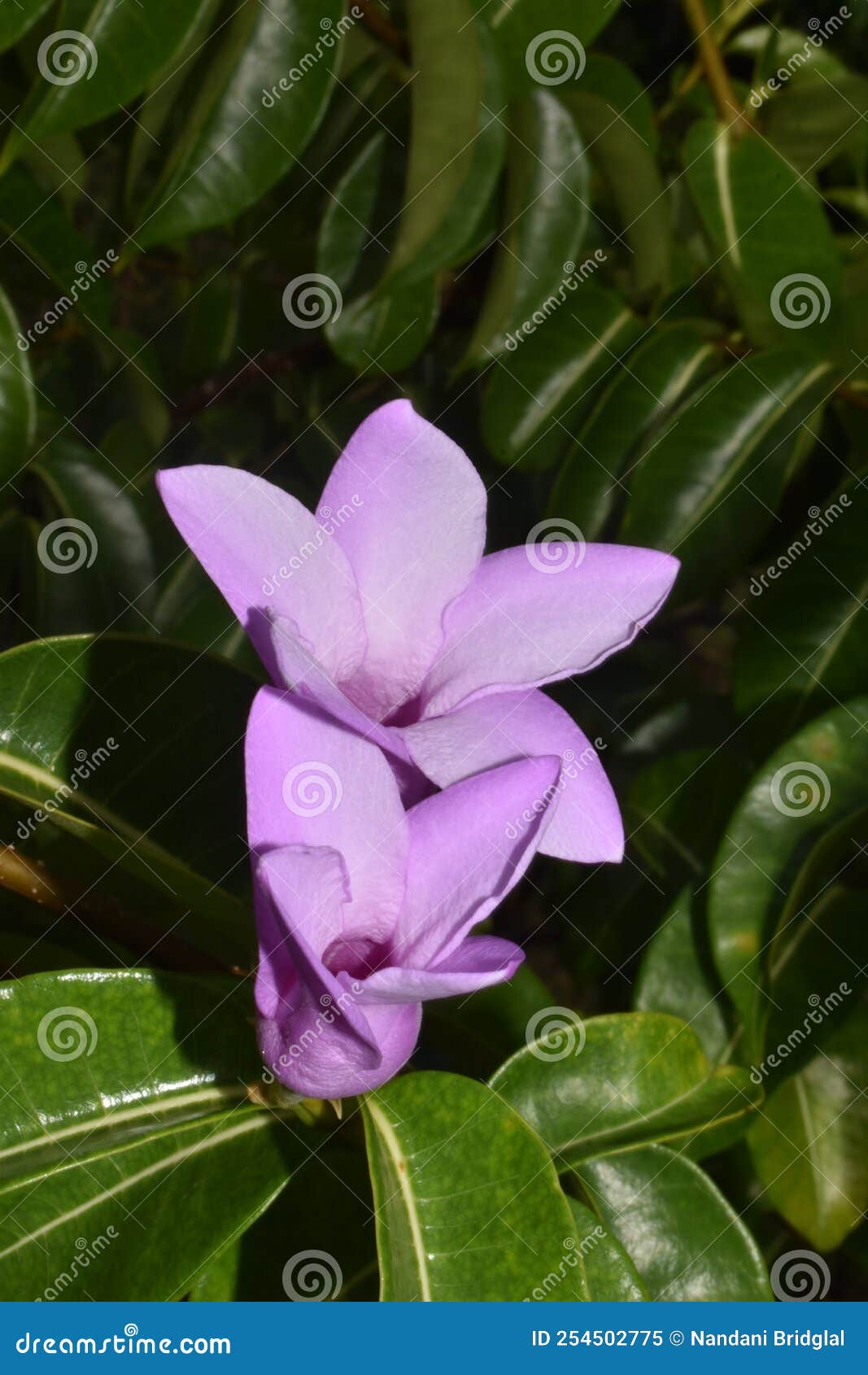 Cryptostegia grandiflora hi-res stock photography and images - Alamy