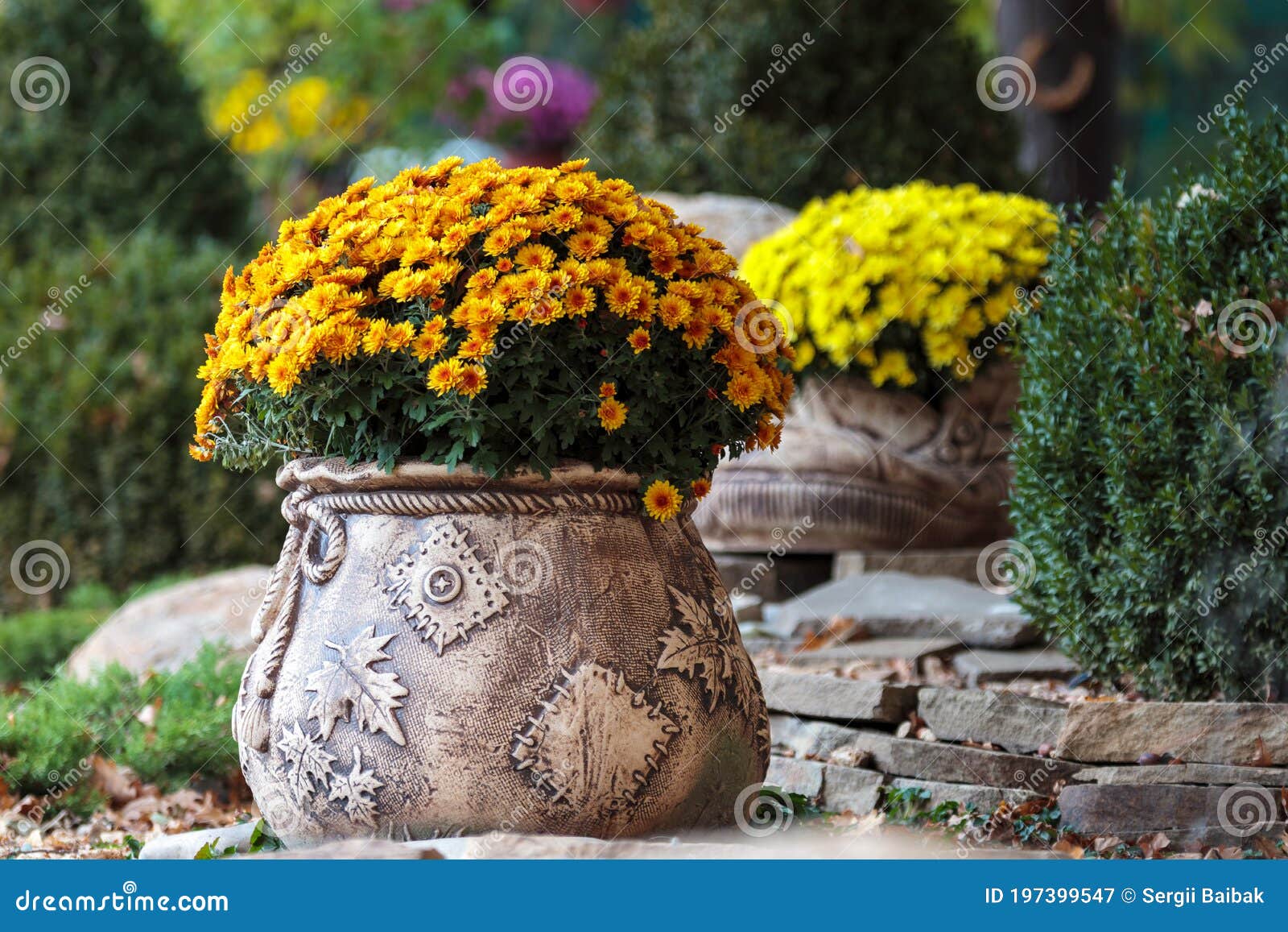 crysanthemnum flower pot. fall garden decor plant