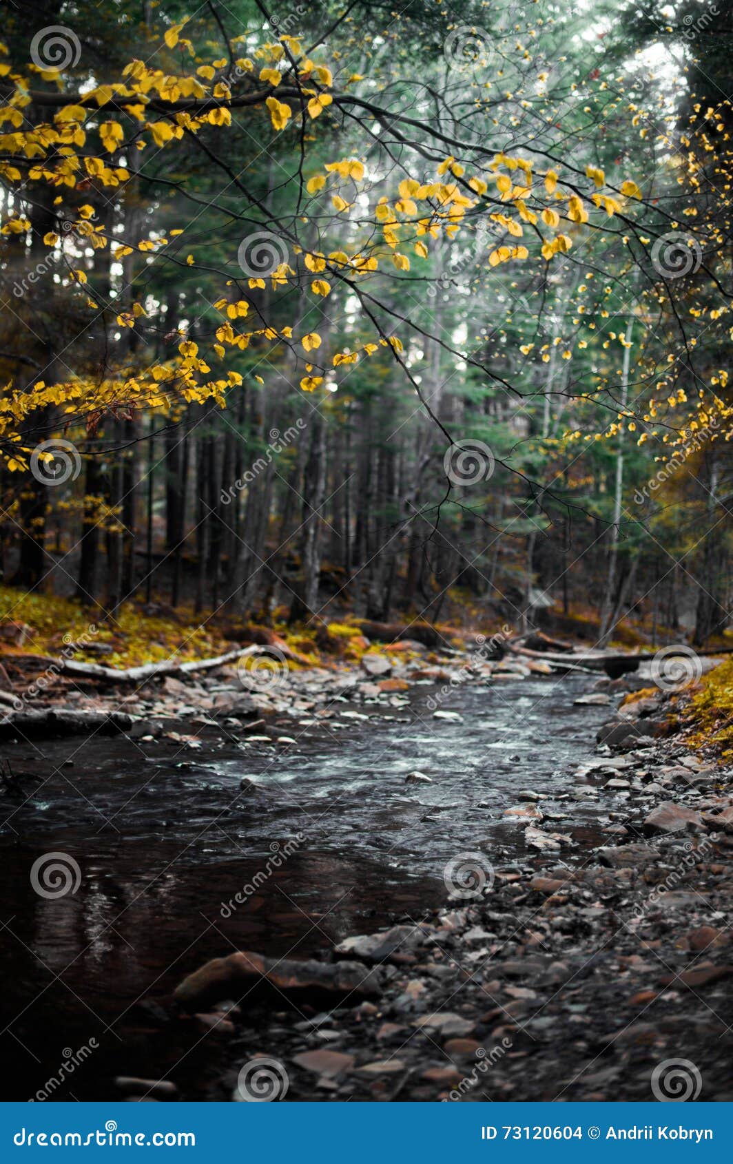 Crystal Clear Water Of Mountain River Among Fall Woods In The