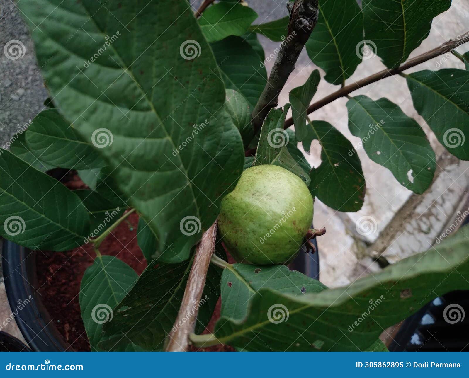 crystal guava grows healthily in the yard