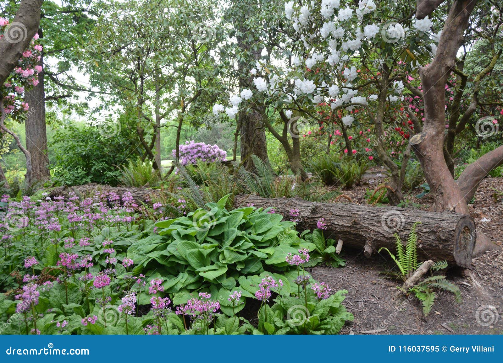 Crystal Springs Rhododendron Garden In Portland Or Stock Image