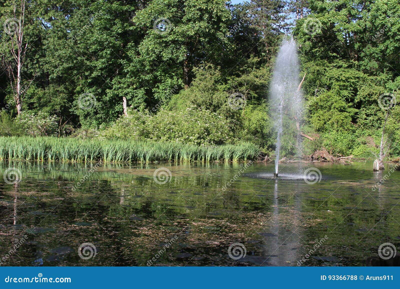 Crystal Springs Rhododendron Garden Stock Photo Image of super