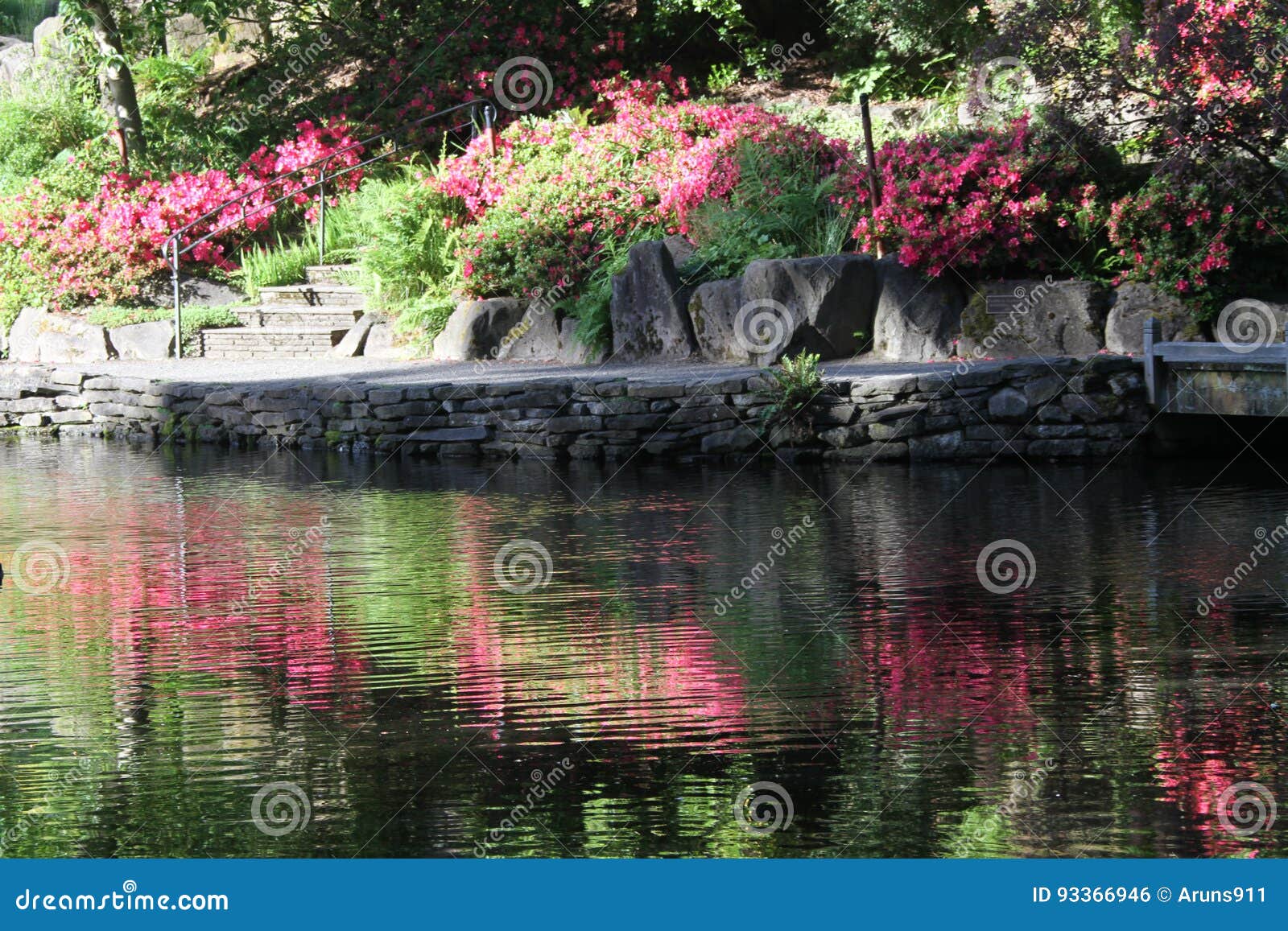 Crystal Springs Rhododendron Garden Stock Photo Image of super