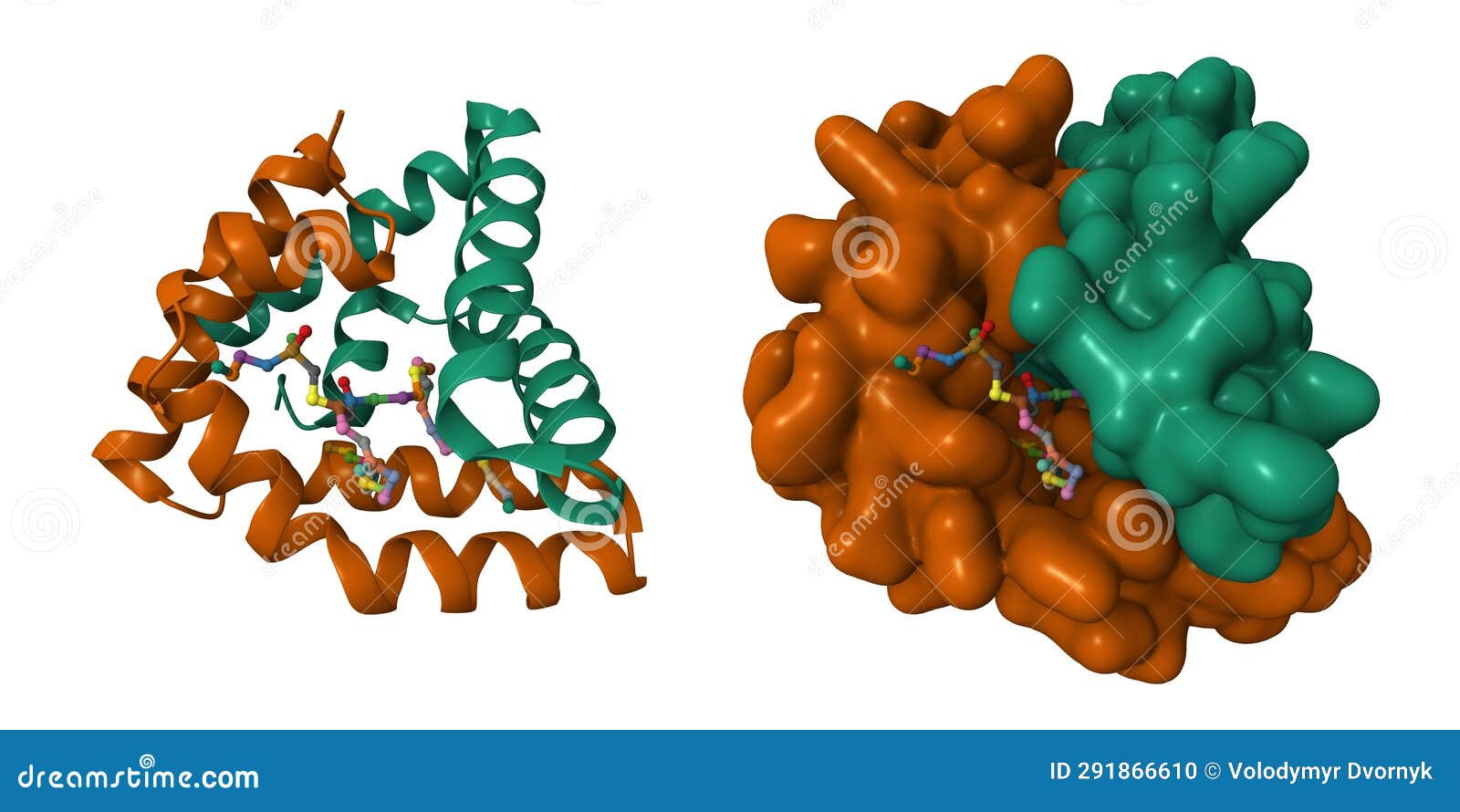 crystal structure of human saposin b