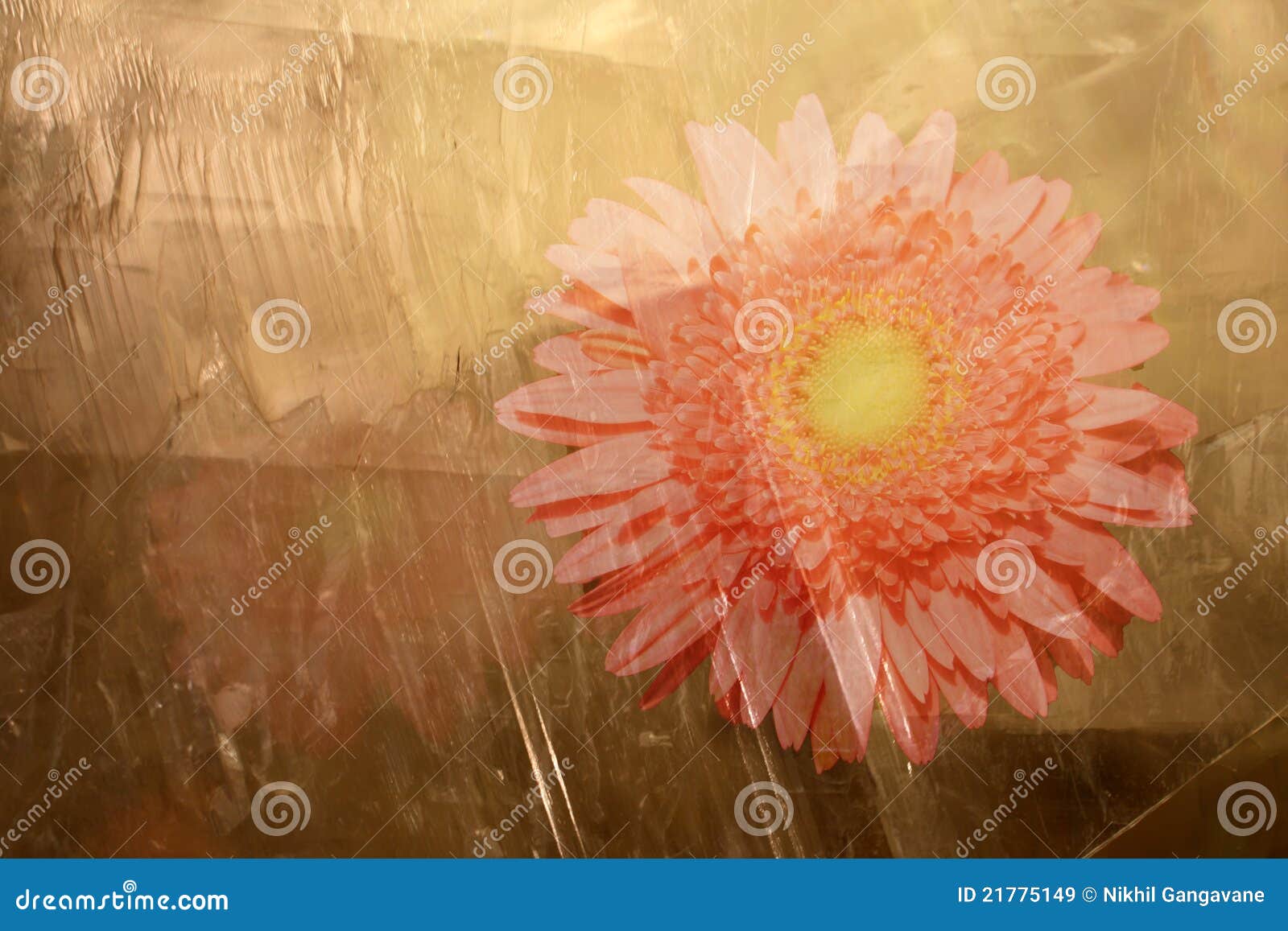 Crystallized Flower stock image. Image of crystal, floral 21775149