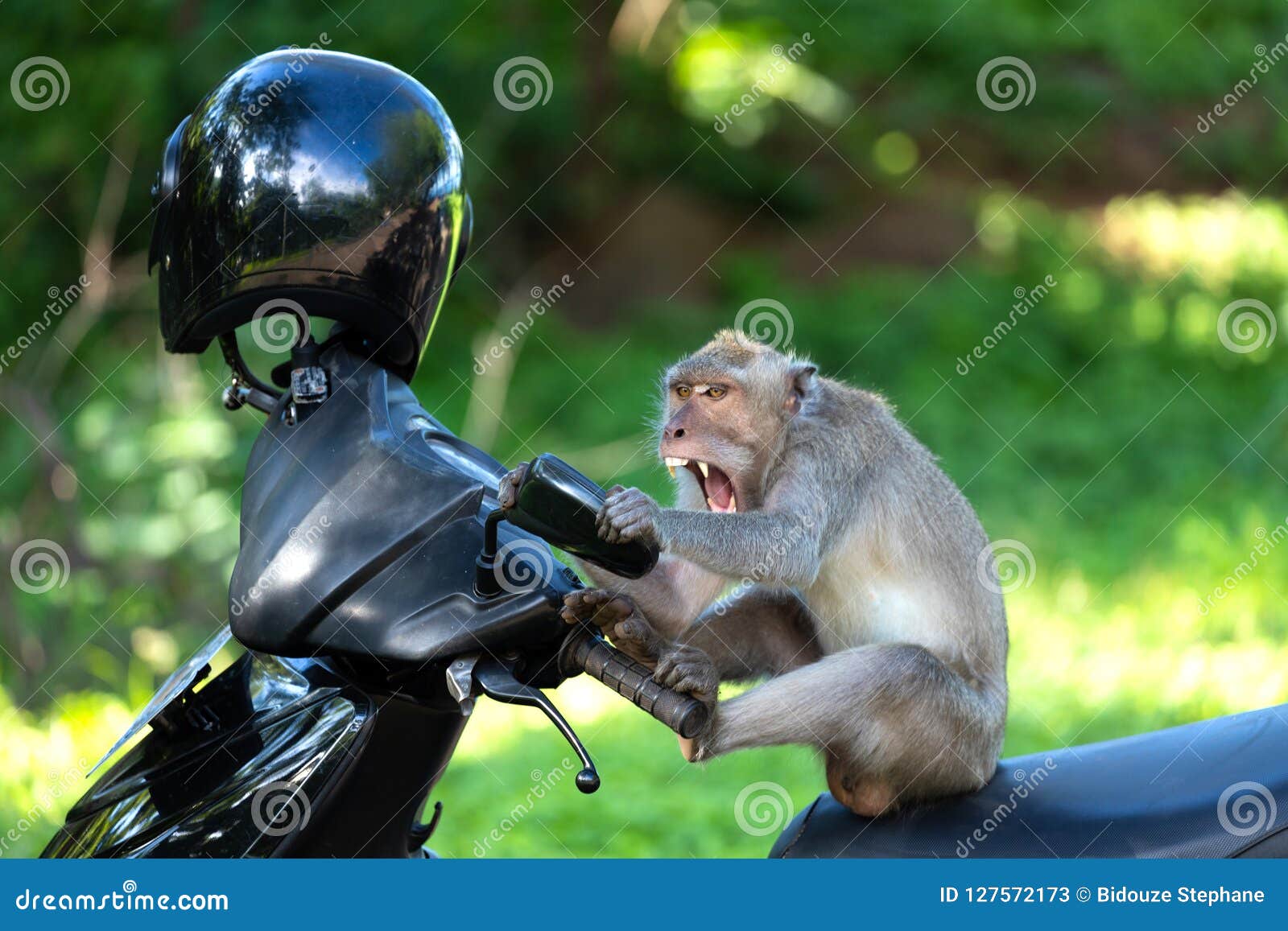 Crzay funny monkey stock image. Image of animal, bike - 127572173