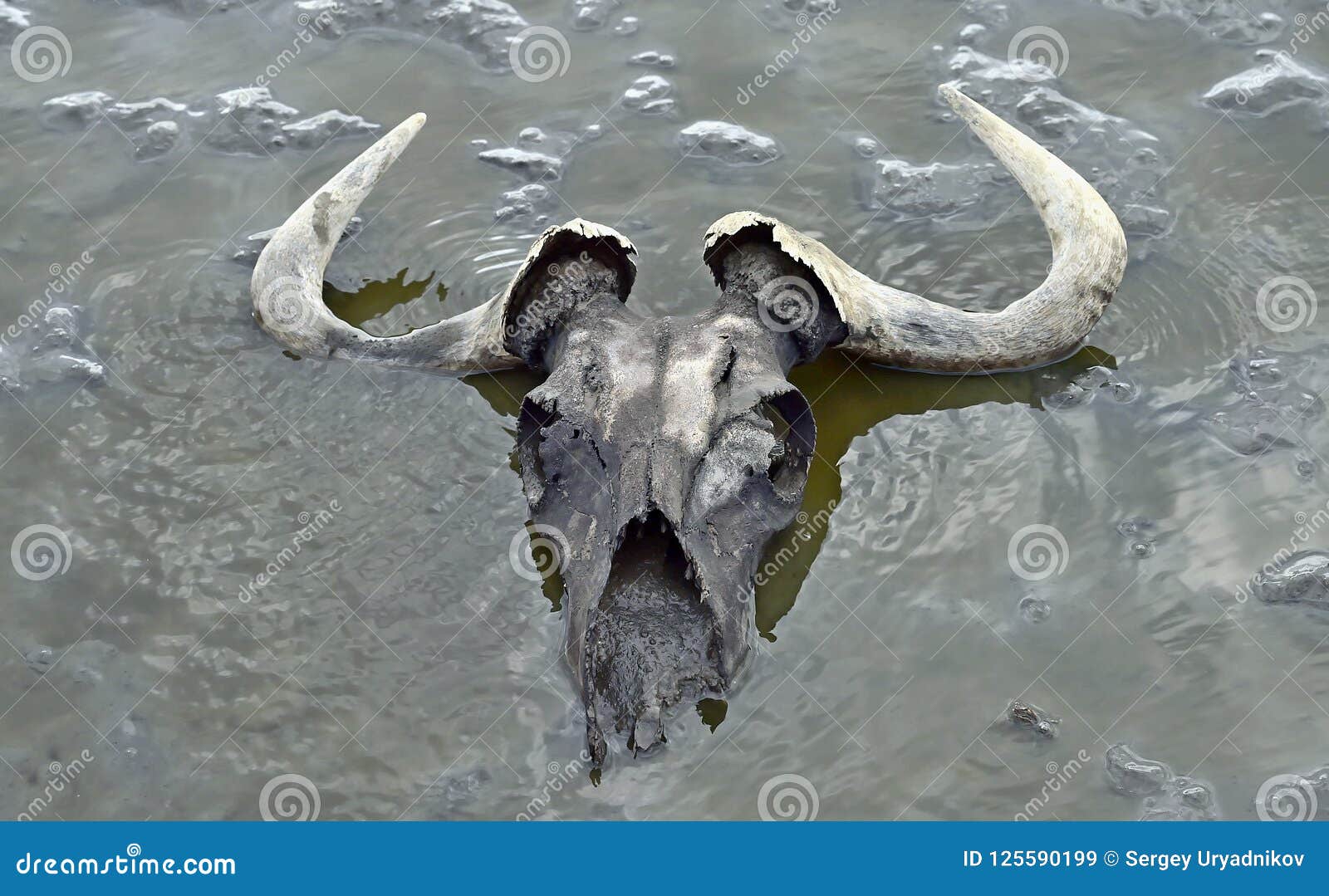 lake natron animals in colour lake natron animals in colour