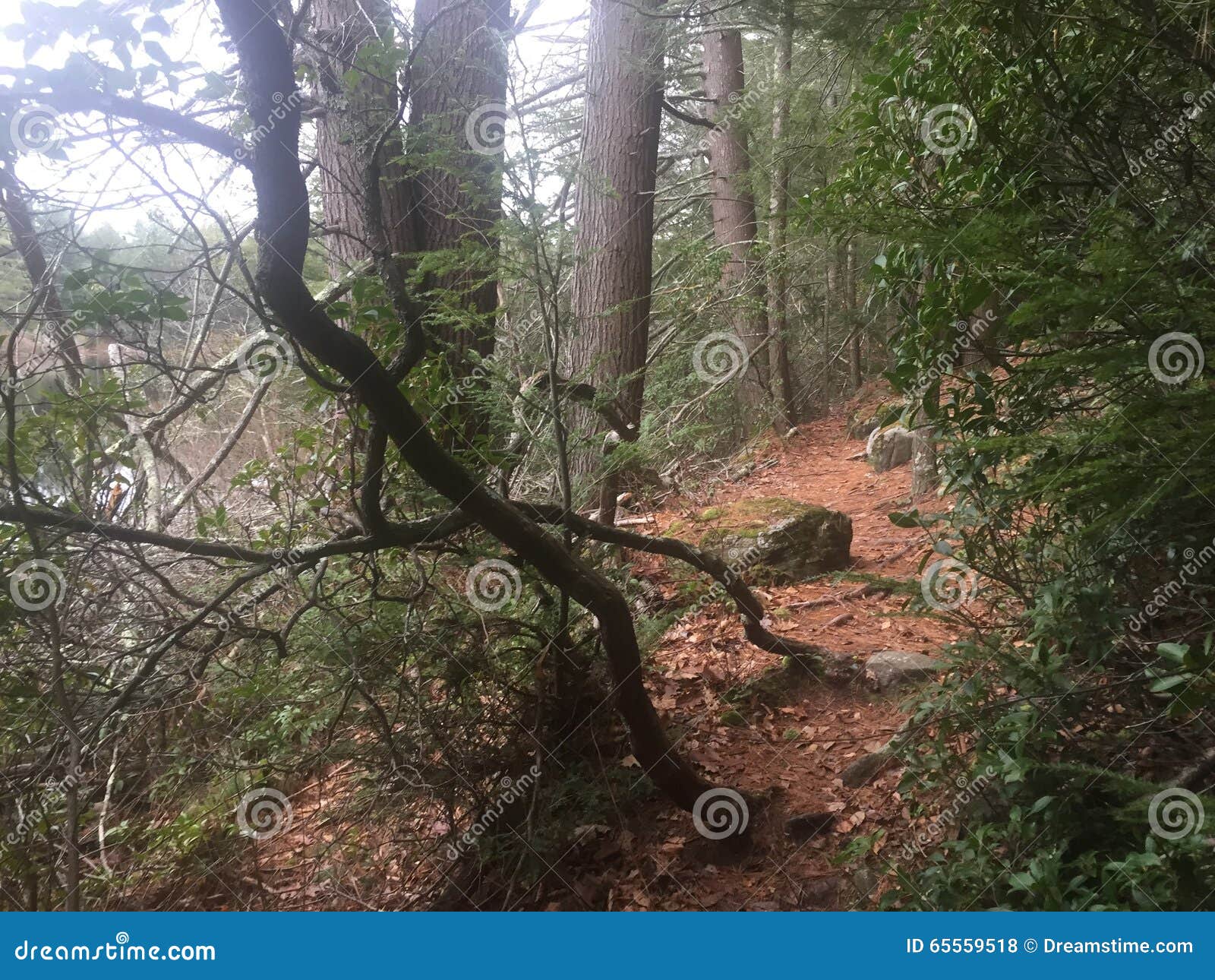 CT hiking trail stock photo. Image of green, forest, hiking 65559518