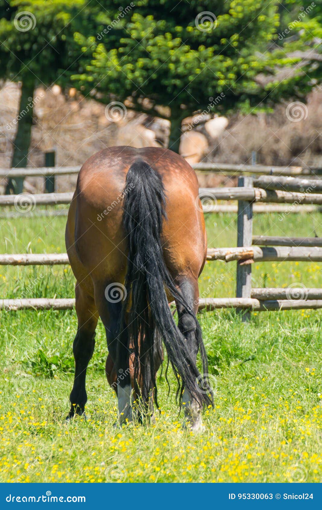 Foto de Um Cavalo Pulando Sobre Fundo Branco e mais fotos de stock de Cavalo  - Família do cavalo - Cavalo - Família do cavalo, Pular, Cauda - iStock