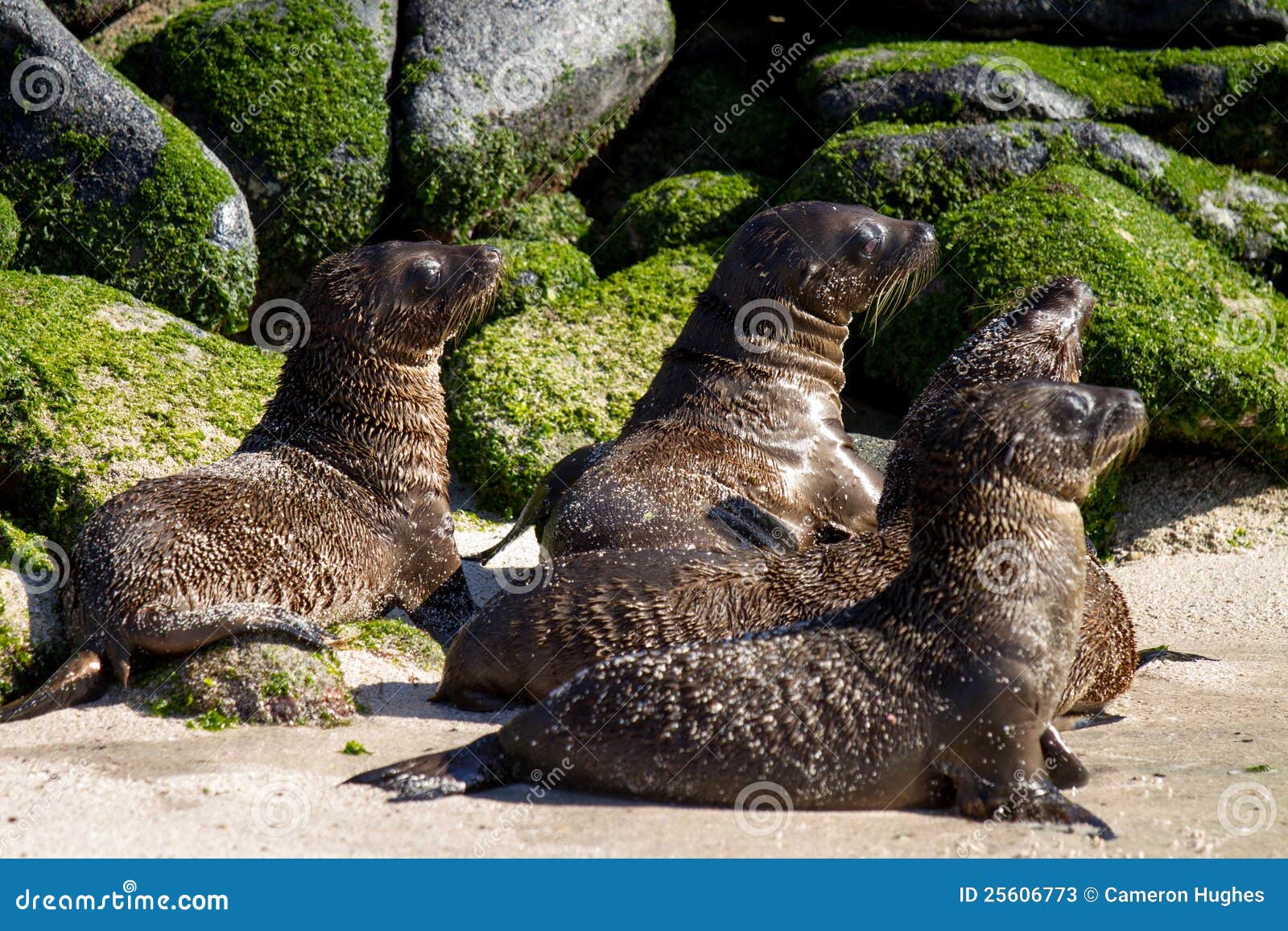 Cuarto De Niños Del León De Mar Del Bebé Imagen de archivo Imagen de