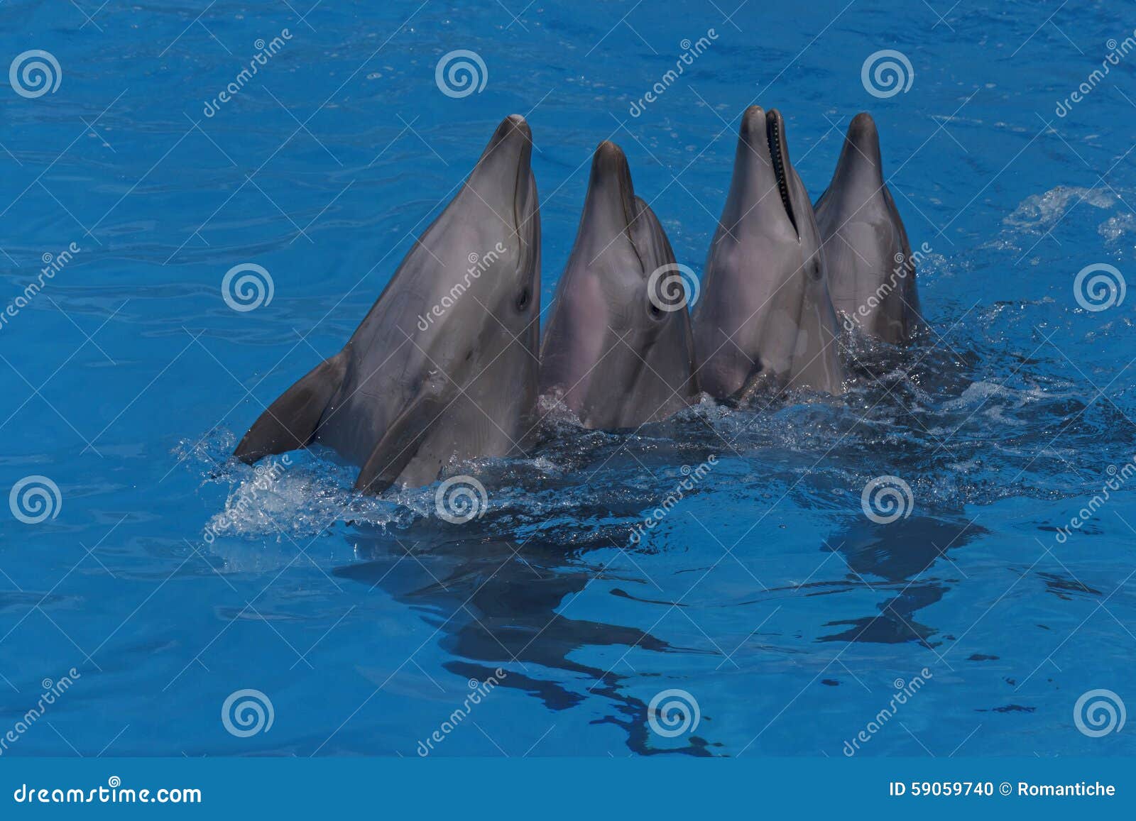 Cuatro delfínes de baile en una piscina