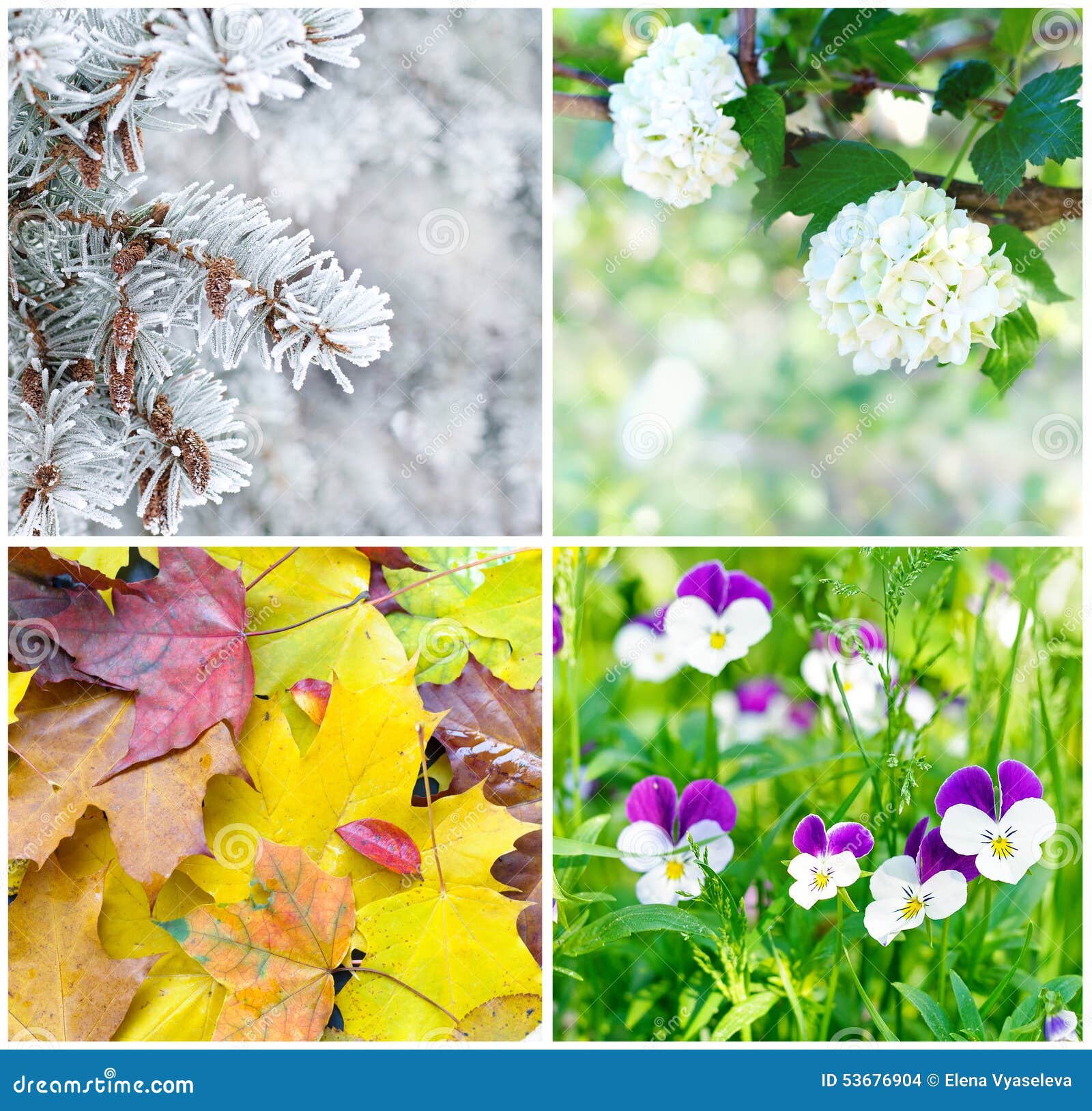 Cuatro Estaciones Primavera Verano Otono E Invierno Foto De