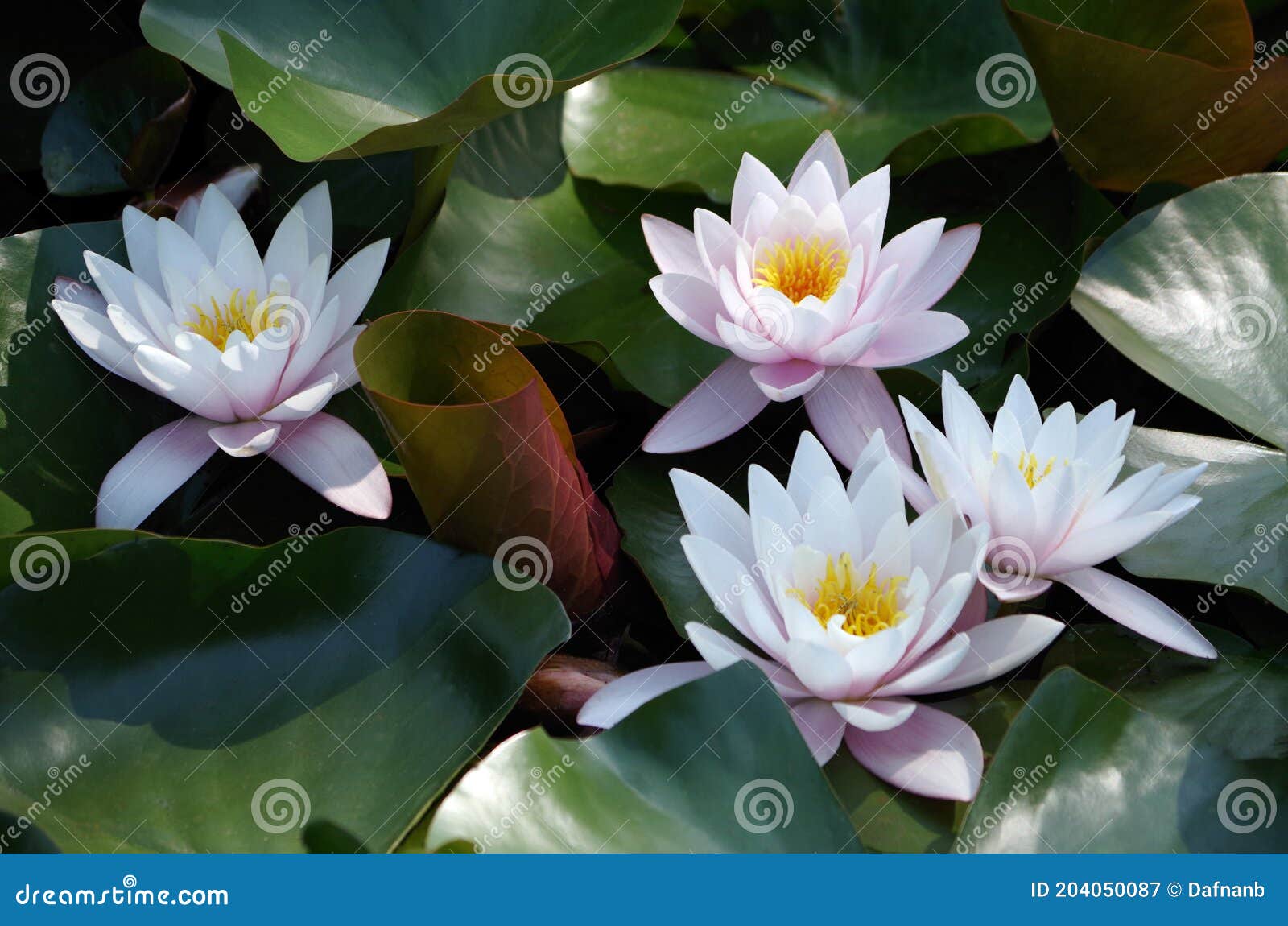 Cuatro Flores Sagradas De Loto Imagen de archivo - Imagen de lilo, flores:  204050087