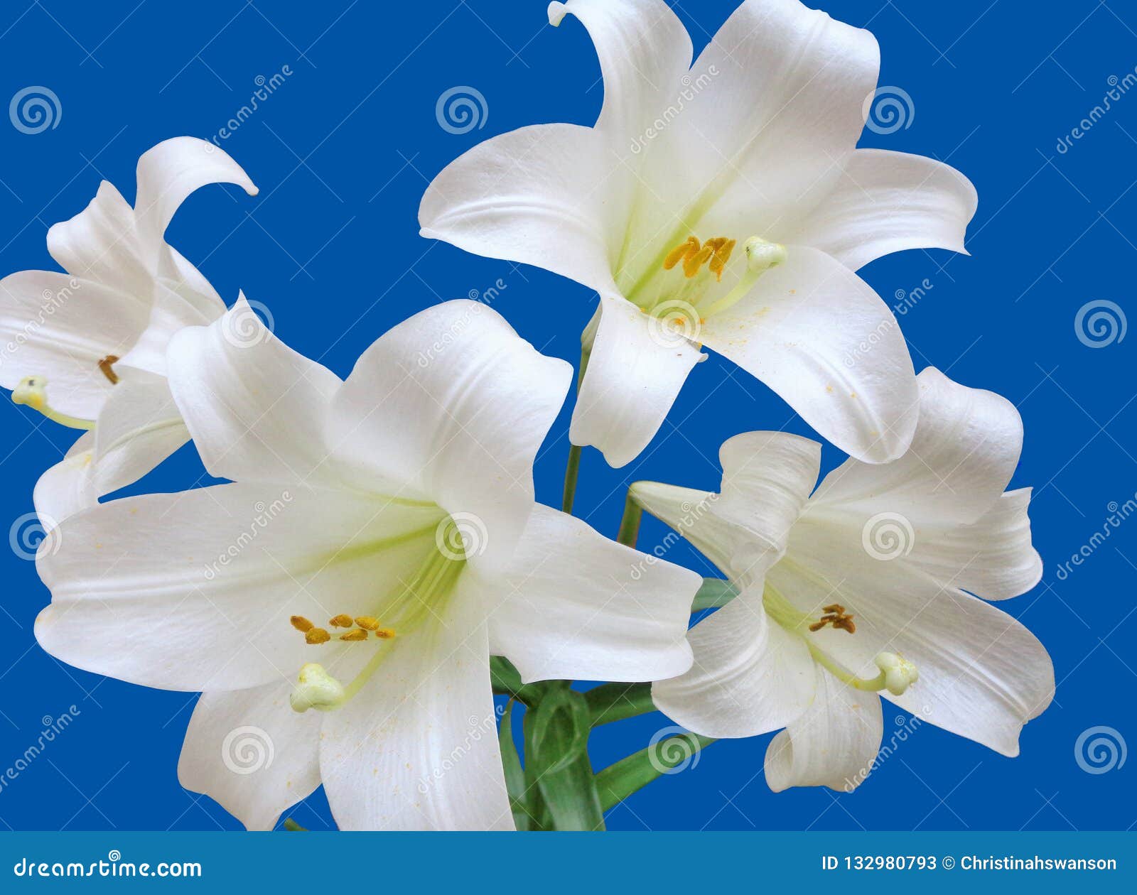 Cuatro Lirios De Pascua, Lilium Longiflorum, Lirio De Trompeta Blanca,  Aislado En Un Fondo Azul Imagen de archivo - Imagen de lirio, aislado:  132980793