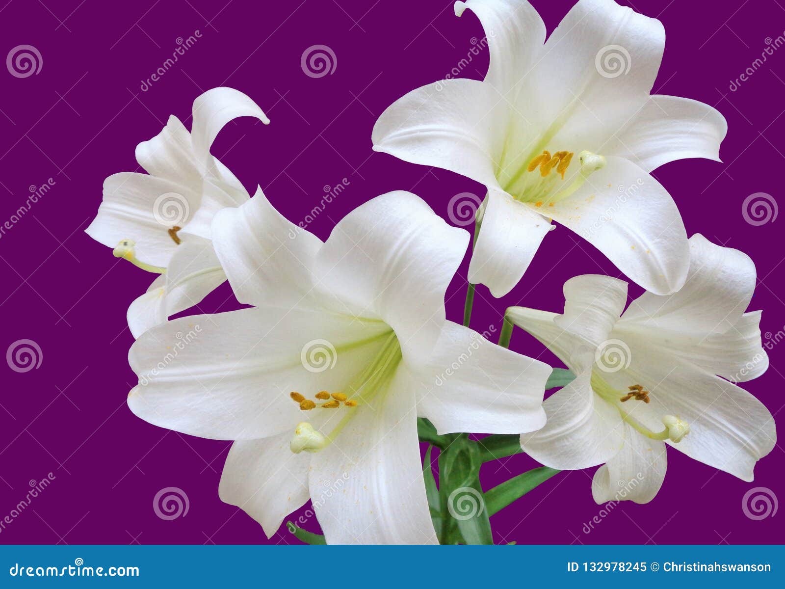 Cuatro Lirios De Pascua, Lilium Longiflorum, Lirio De Trompeta Blanca,  Aislado En Un Fondo Púrpura Imagen de archivo - Imagen de funerario,  inocencia: 132978245