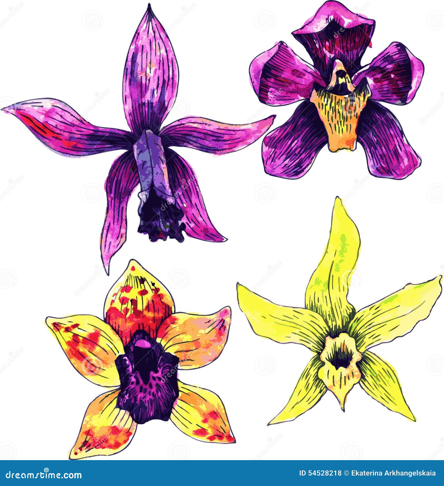 Cuatro Orquídeas Del Dibujo De La Acuarela Ilustración del Vector -  Ilustración de flor, colorido: 54528218