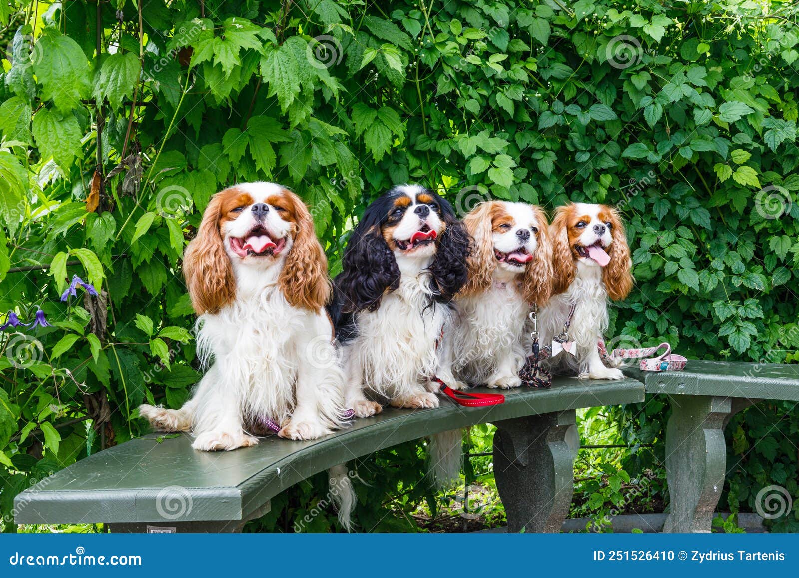 Cuatro Perros Pequeños Sentados En Un Banco De Madera En El Parque Foto de  archivo - Imagen de amigo, purebred: 251526410