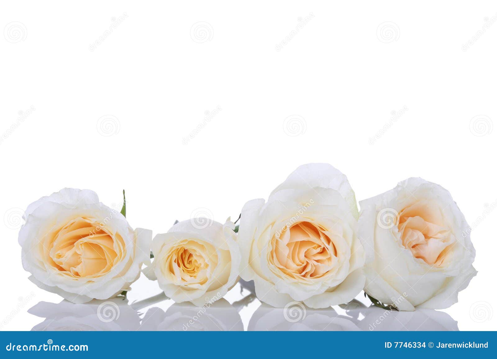 fila rosas y blancas