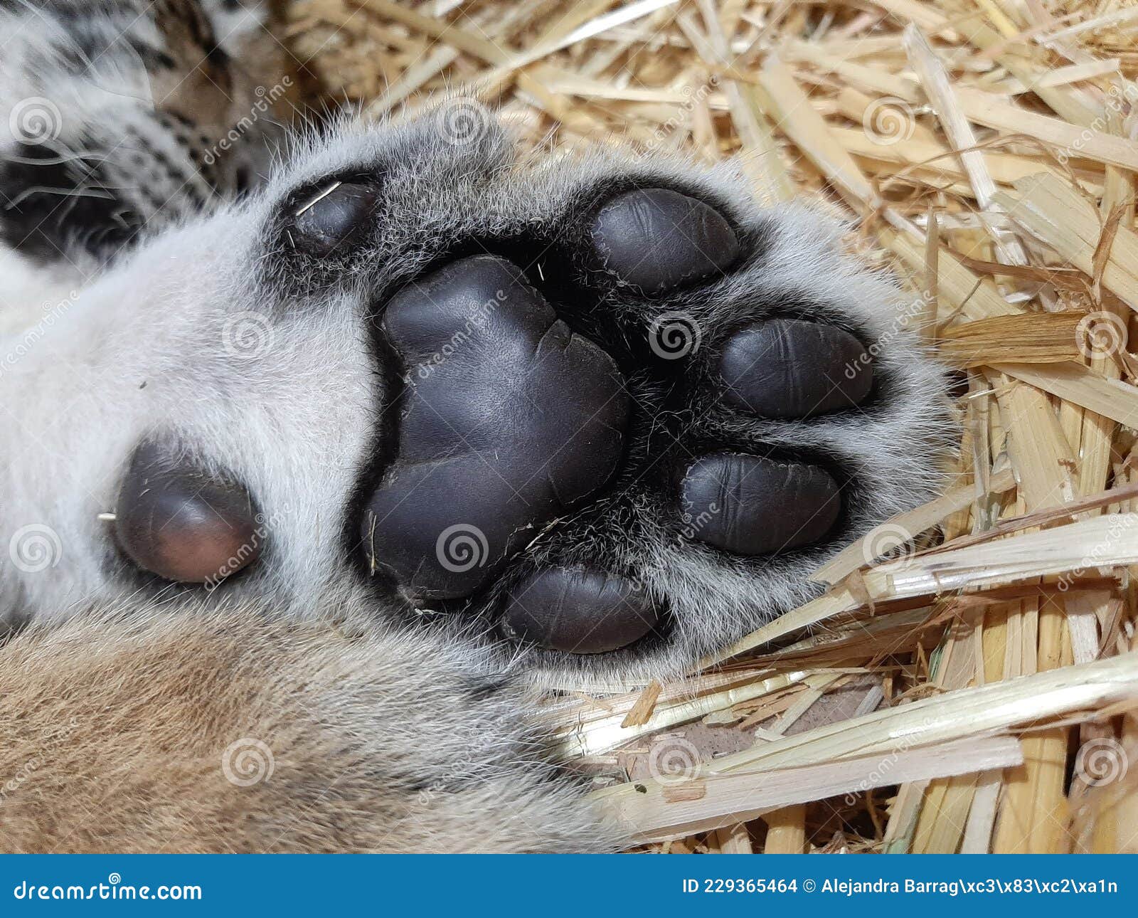 cub lioness paw