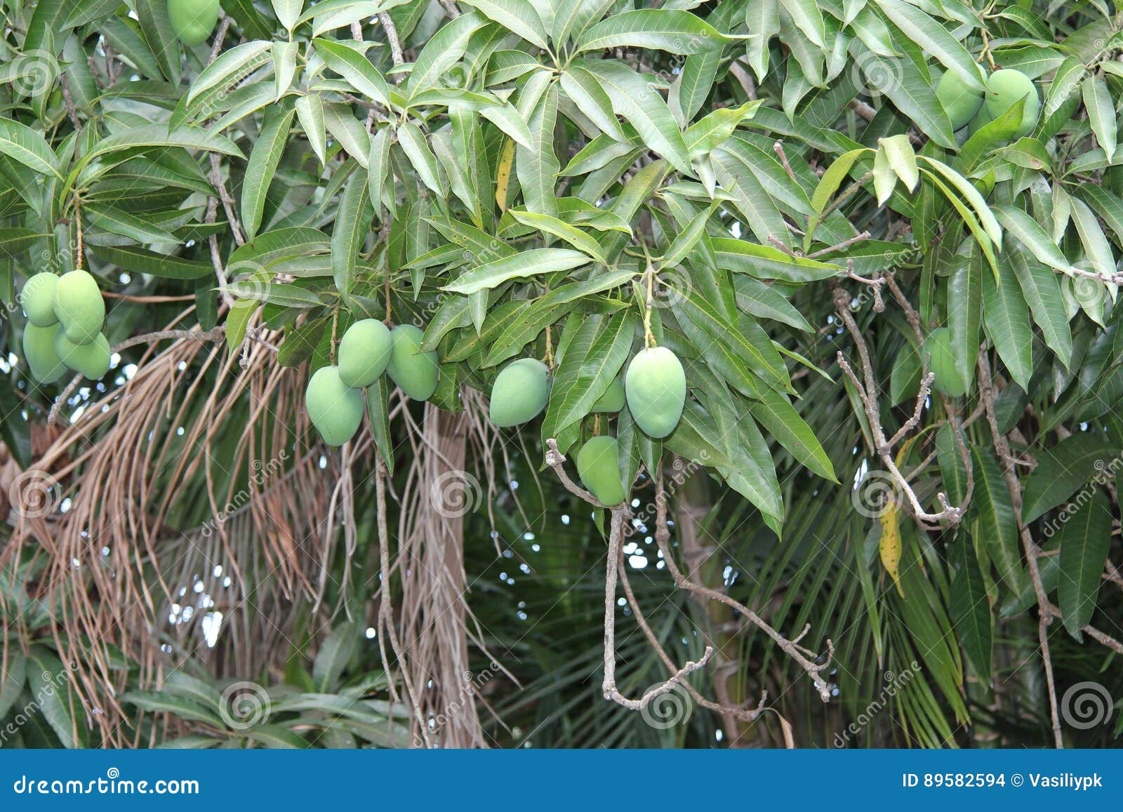 Cuba Habana Spring May The Mango Tree Ripening Stock Photo