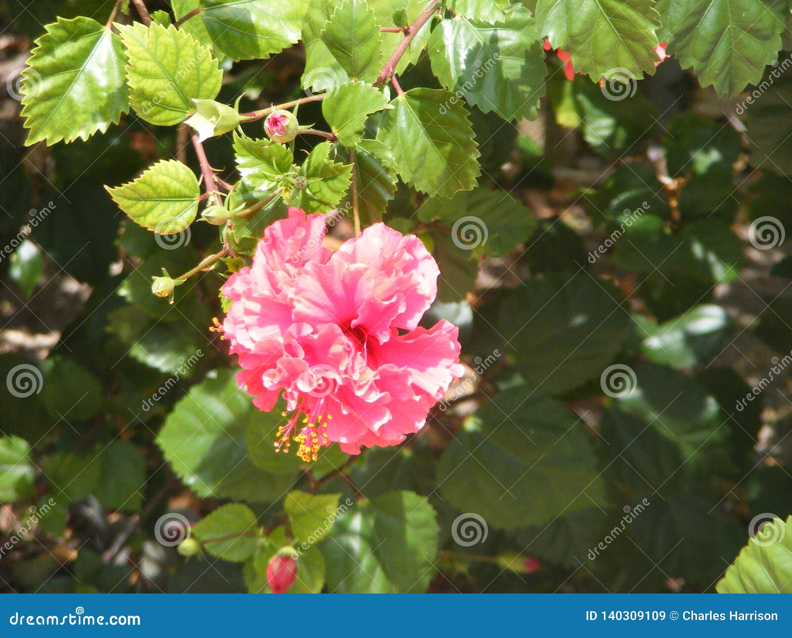 Plants in Cuba in the Spring. Cuban Resort Stock Image Image of