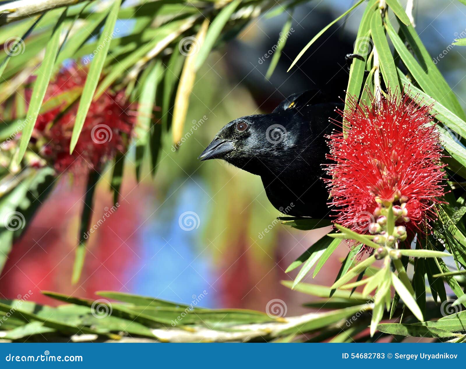 cuban blackbird (dives atroviolaceus)