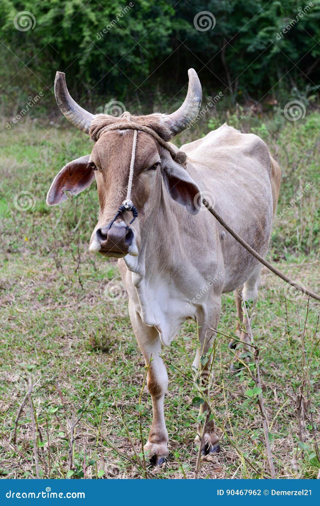 Cuban Cow stock photo. Image of tobacco, field, rural 90467962