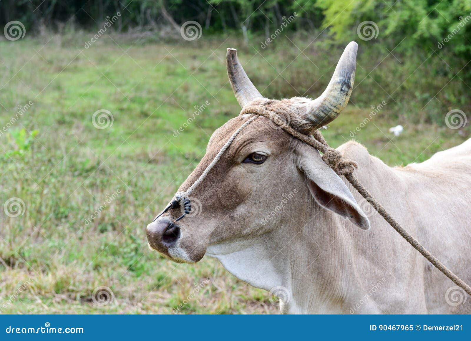 Cuban Cow stock image. Image of vinales, cuba, caribbean 90467965