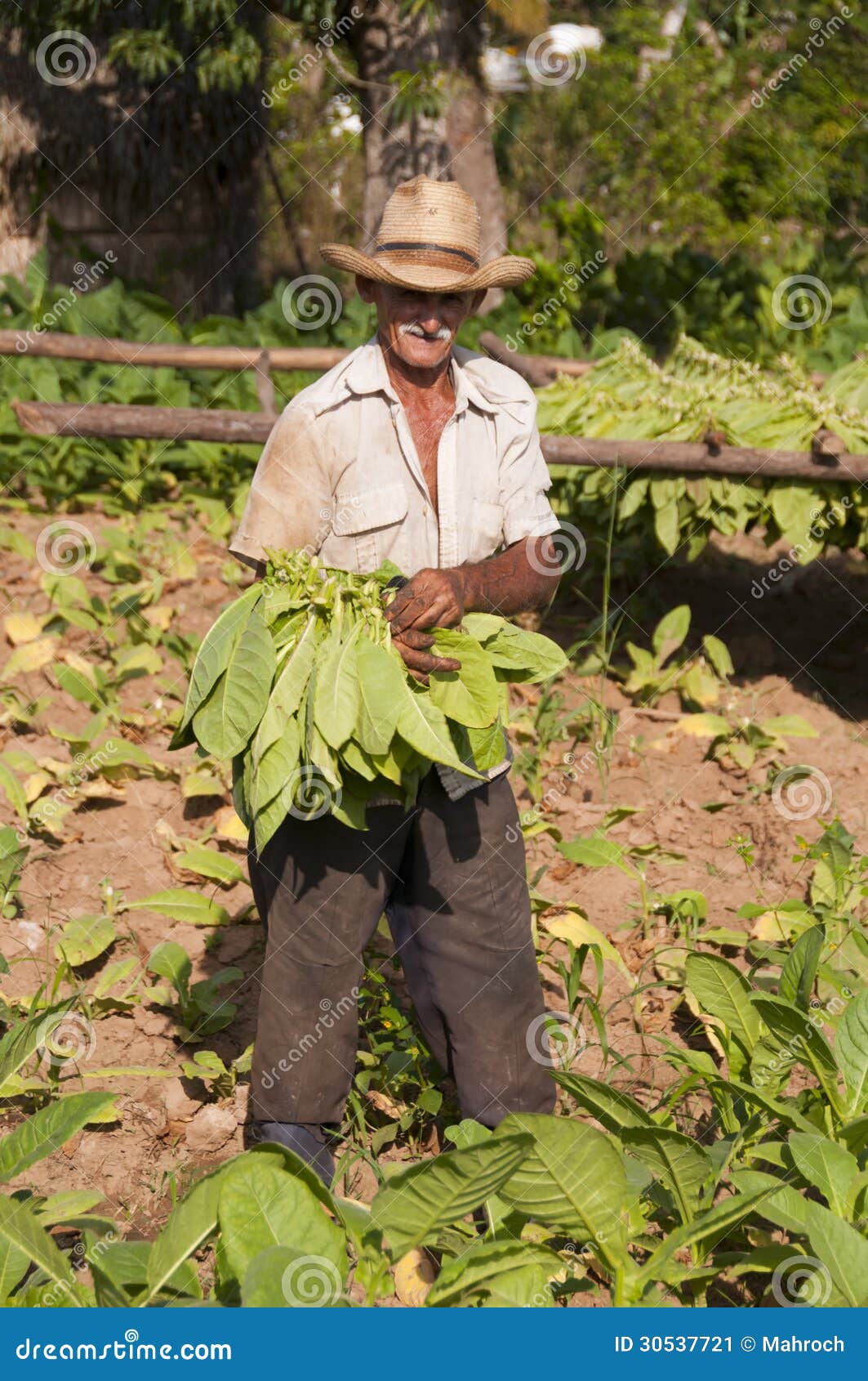 Cuban Farmer Showing His Tabacco Leaves Driyng In A Hut In Vinales ...
