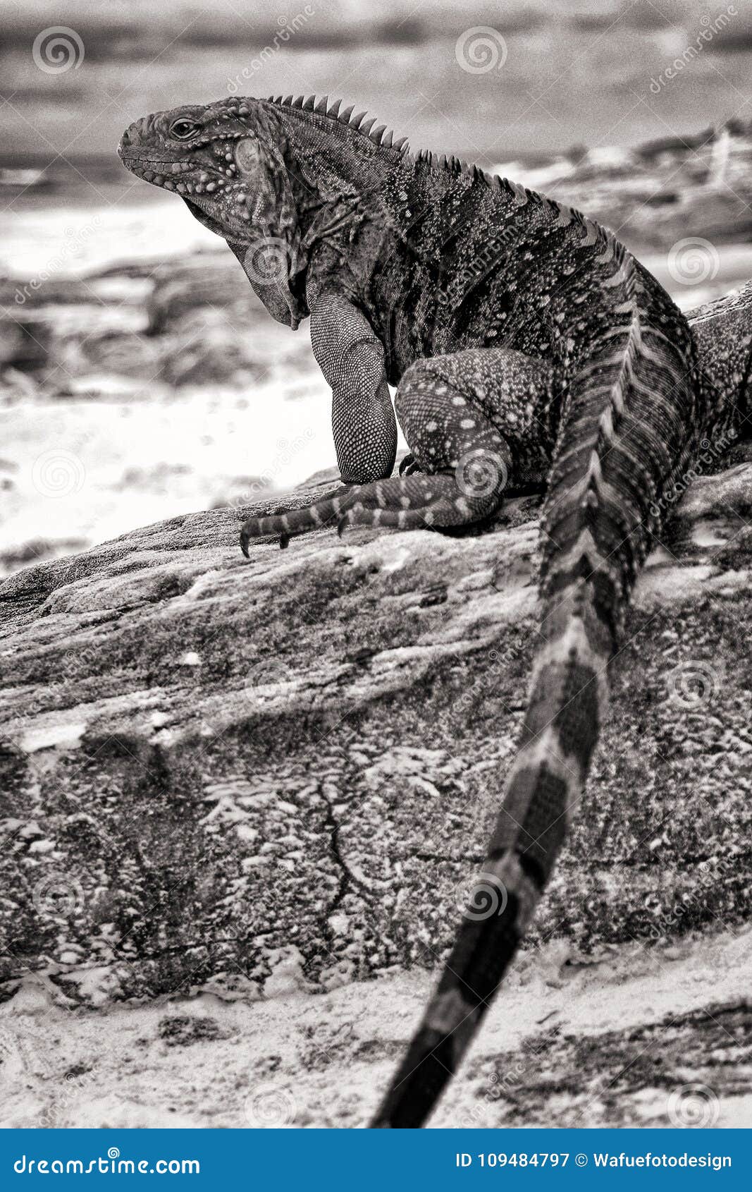 cuban iguana