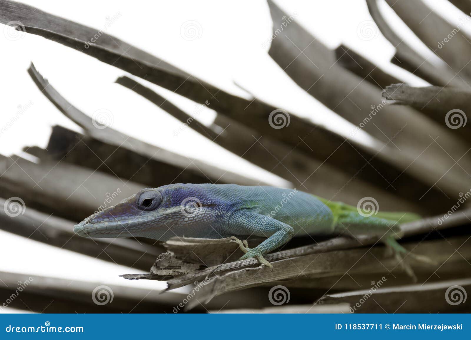 cuban male lizard allison`s anole, also known as the blue-headed anole - varadero, cuba