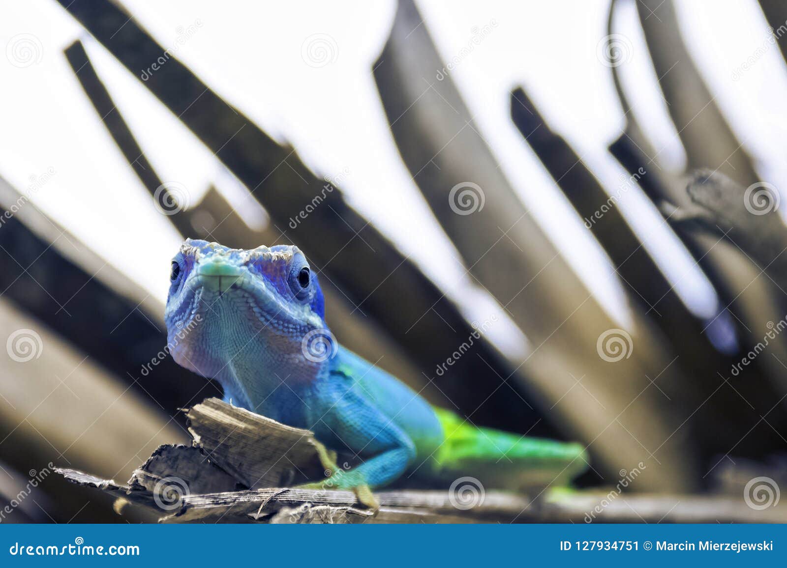 cuban male lizard allison`s anole also known as the blue-headed anole - varadero, cuba