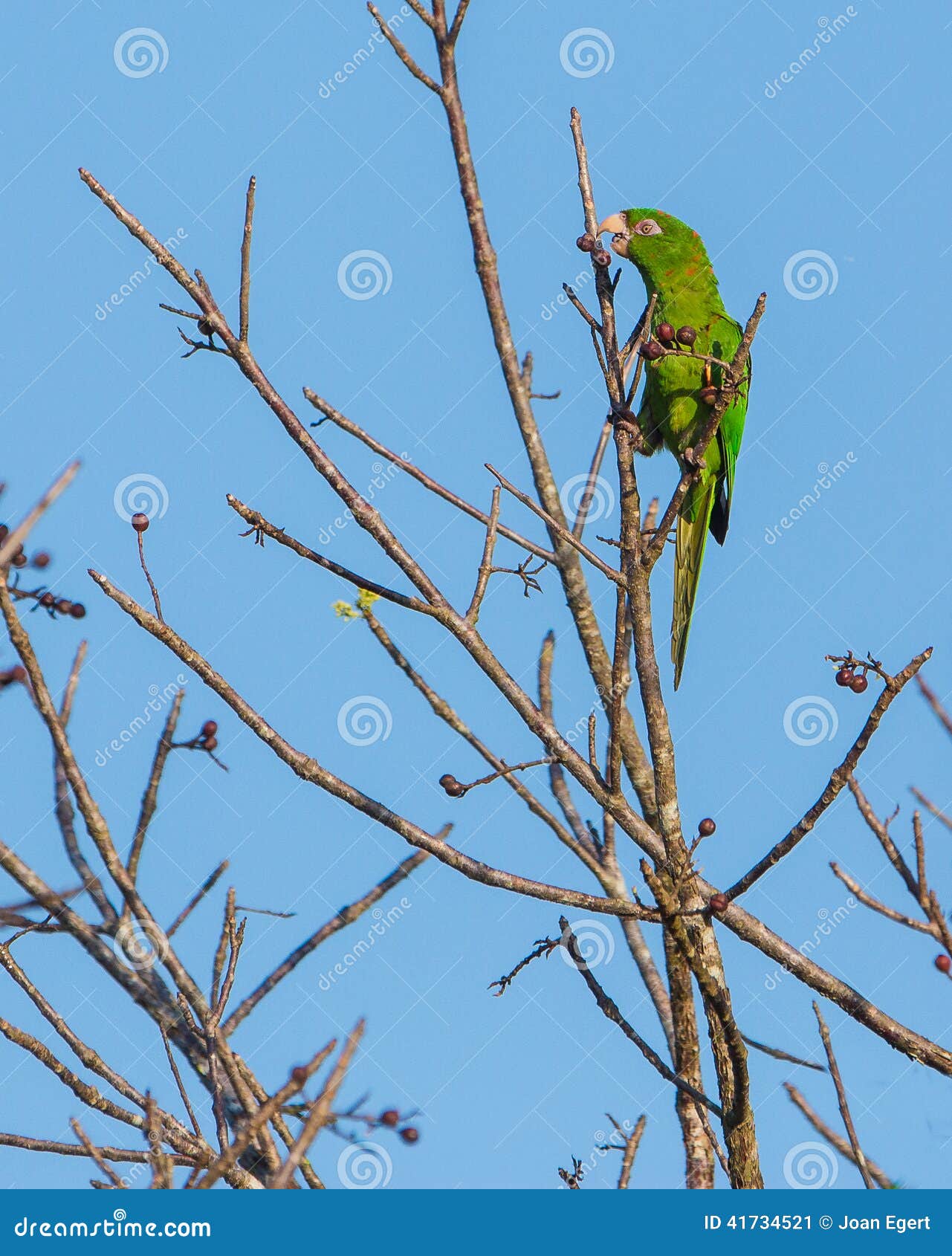cuban parakeet feeding on wild fruits