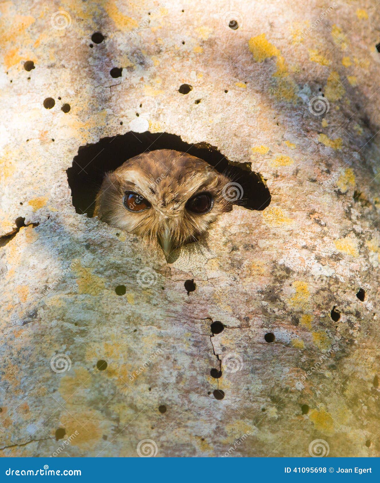 cuban screech owl looking from a hole